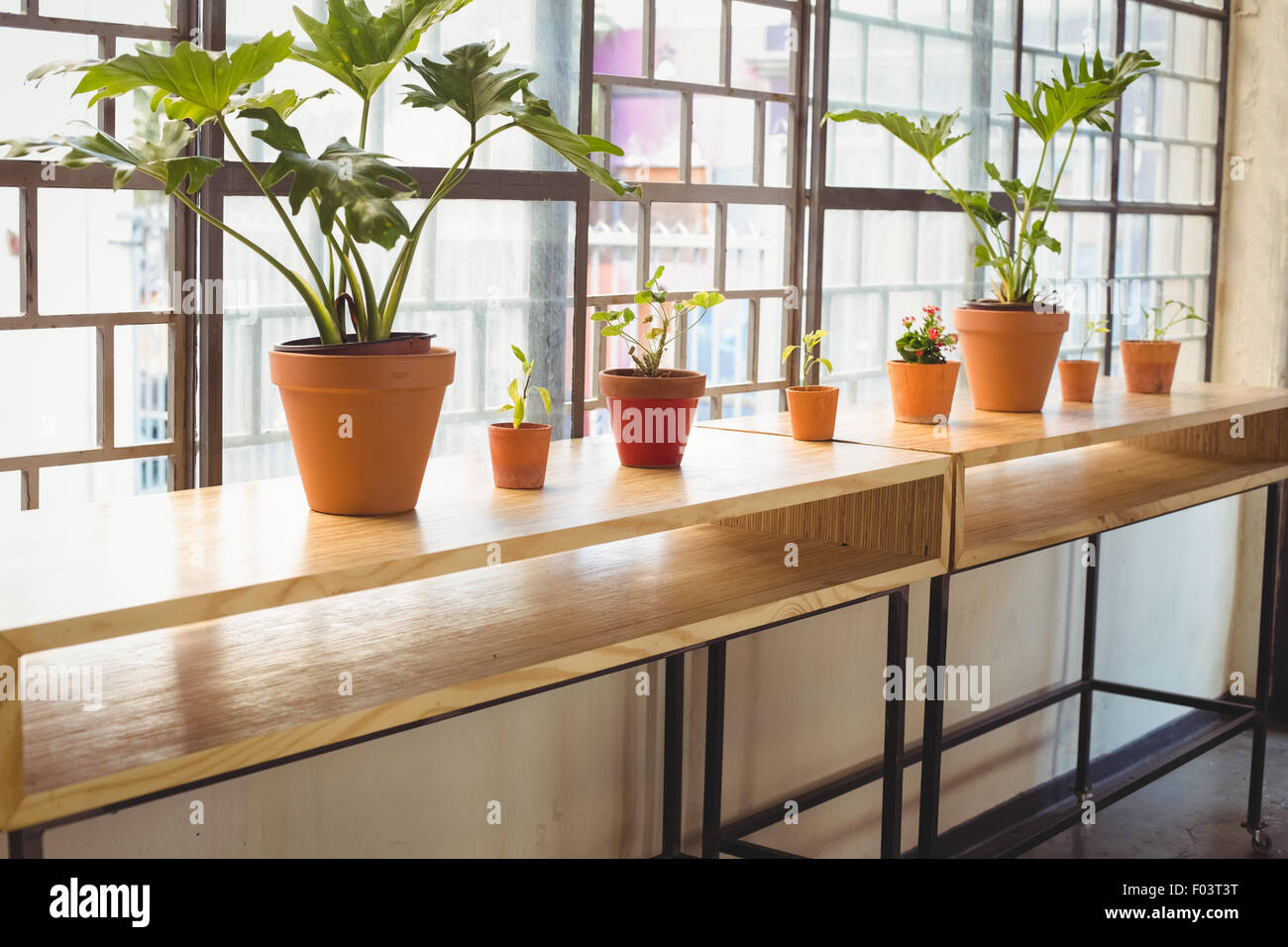 Close up view of flowerpots in a line Stock Photo