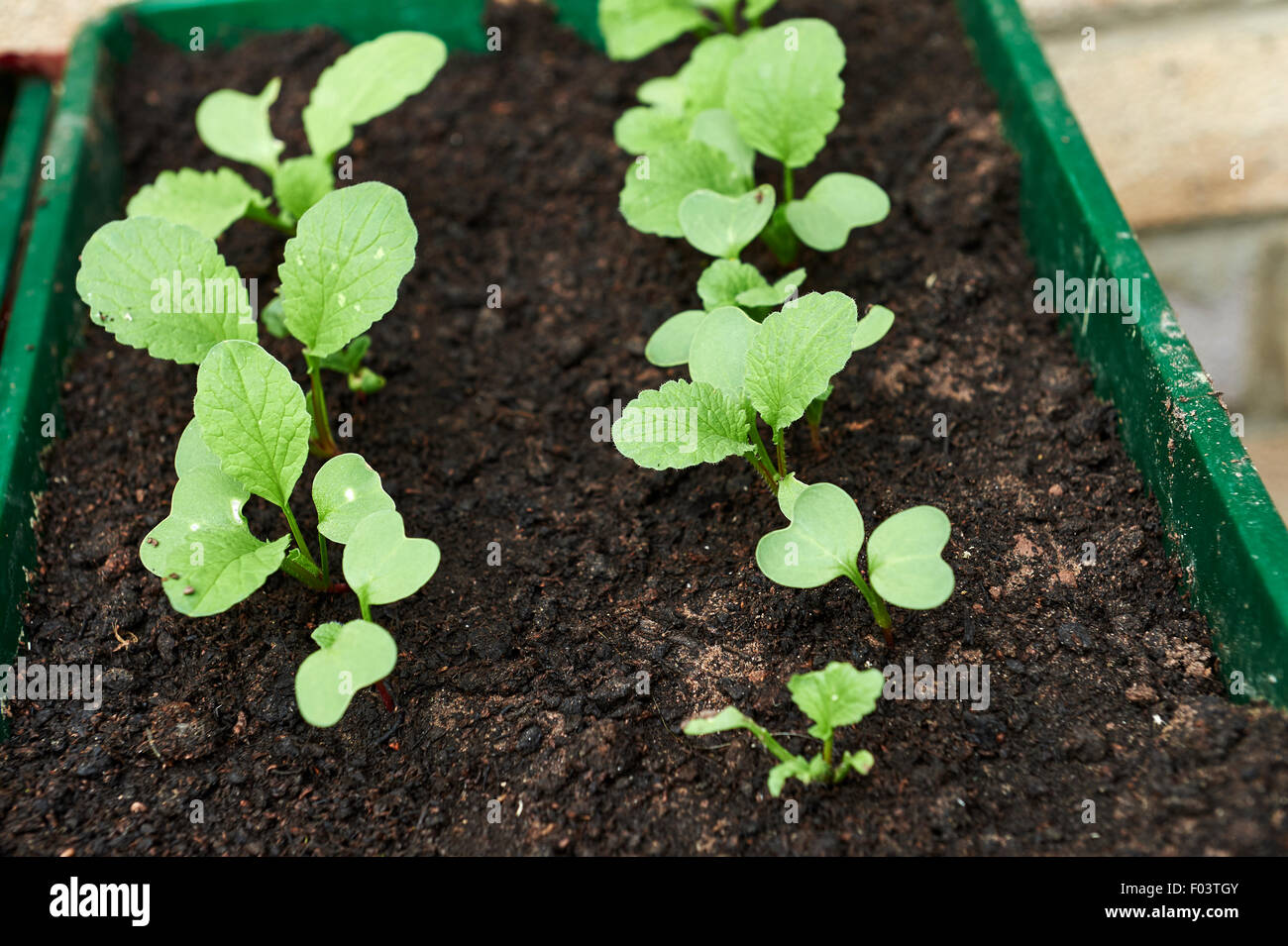Radish seedlings growing in a seed tray Stock Photo Alamy