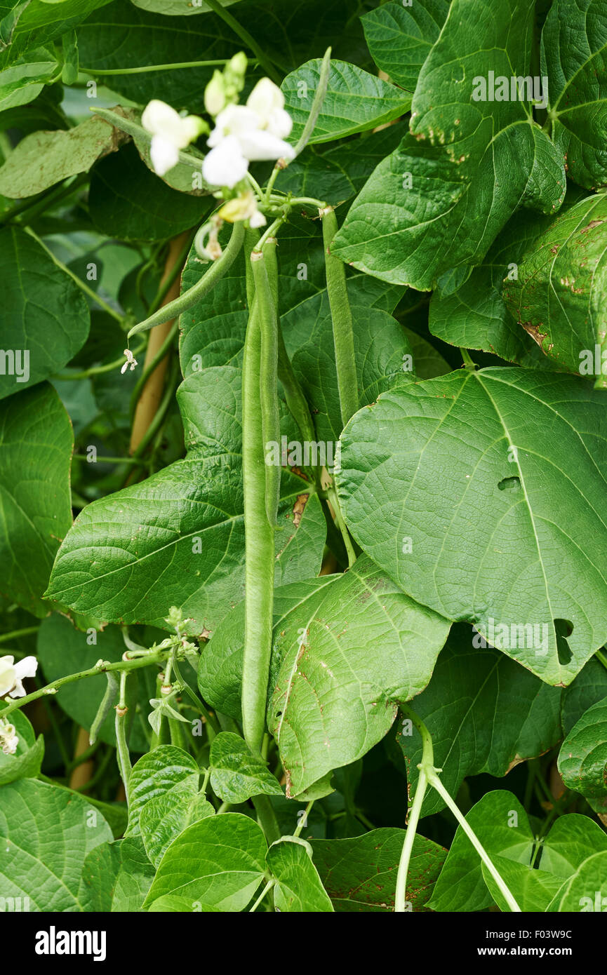 Runner Bean plants with white flowers and a crop of young beans growing up a cane wigwam in a vegetable garden. Stock Photo