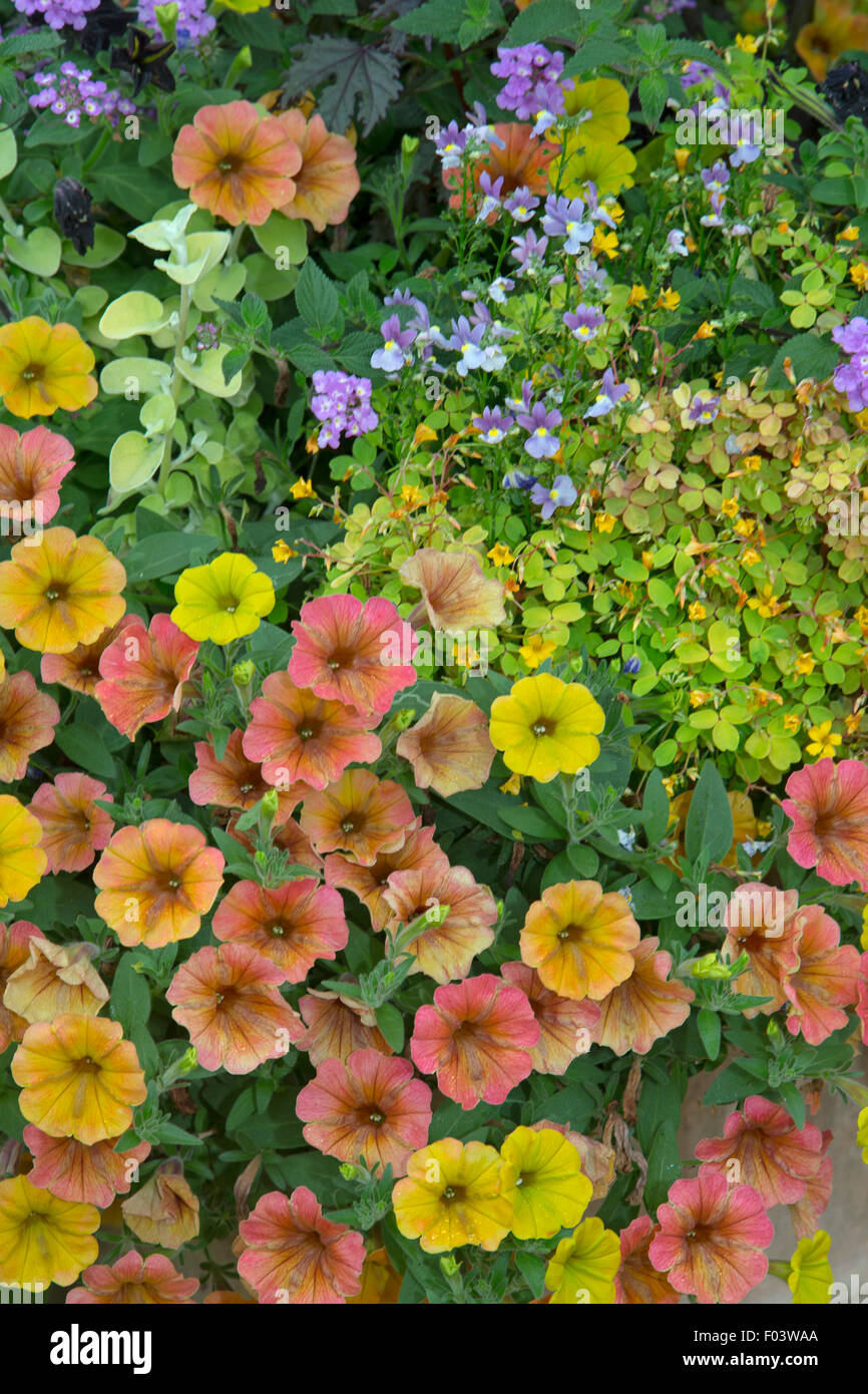 Petunias Supertunia Honey in container Stock Photo