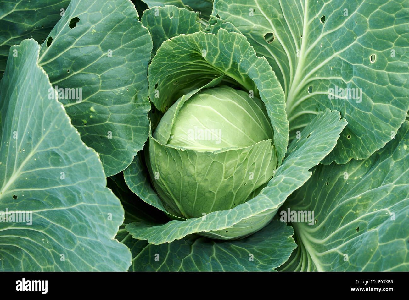 Mature Cabbage plants growing and ready for harvesting in a vegetable garden. Stock Photo