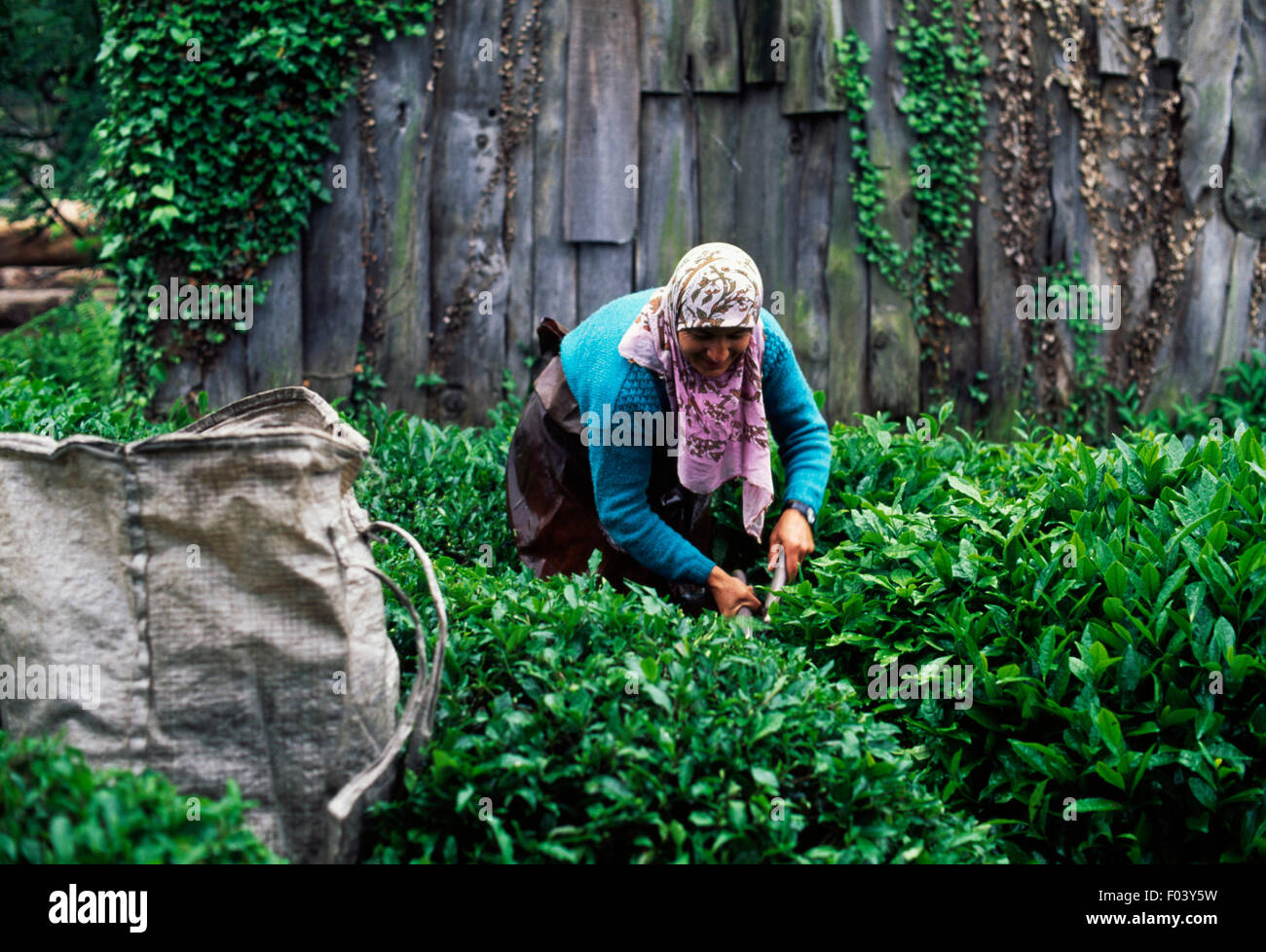 Tea harvesting turkey hi-res stock photography and images - Alamy