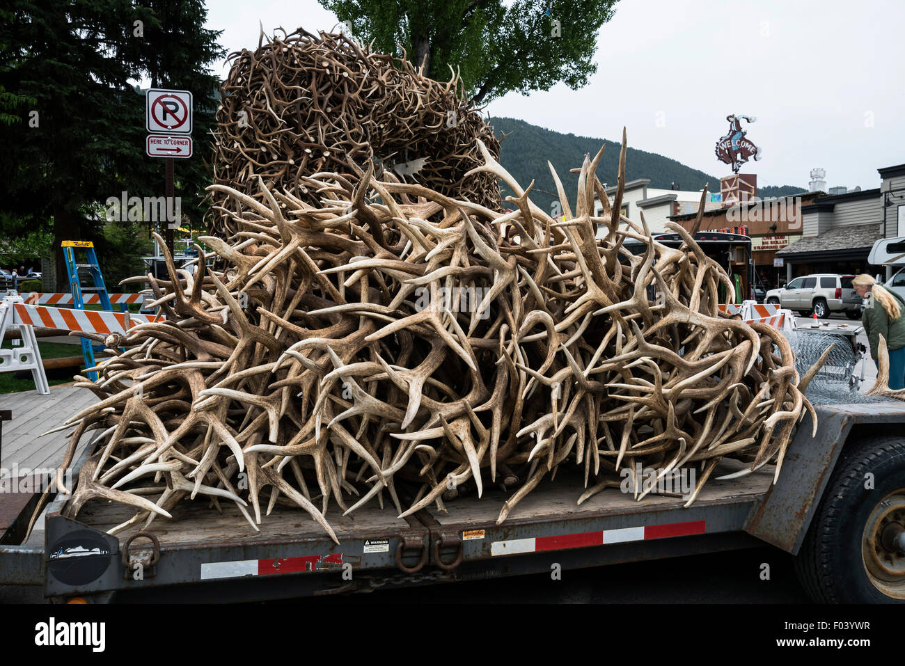 Truck loaded with shed elk antlers for building Park's arches, Jackson