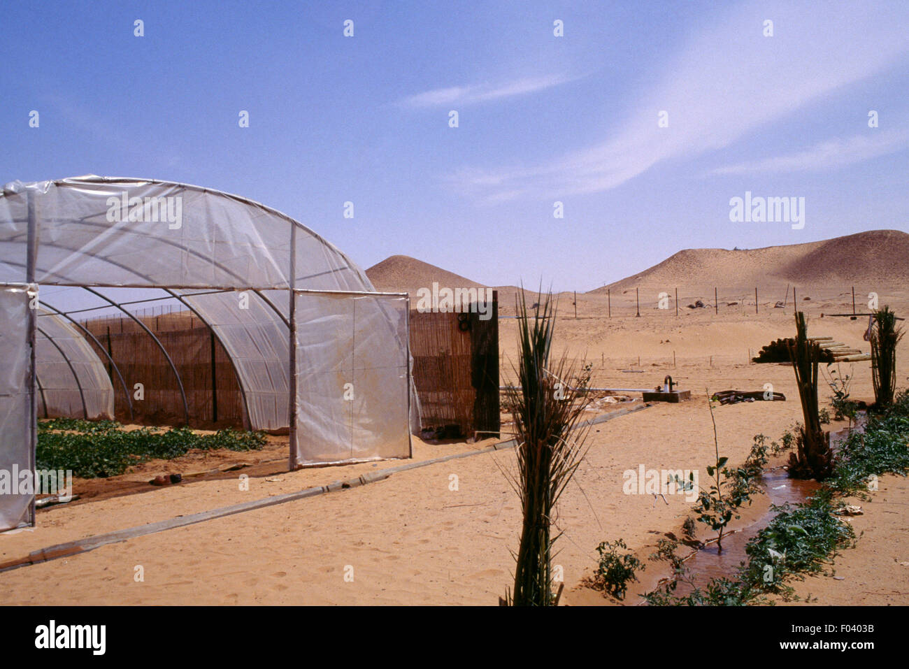 Greenhouse near Hassi Messaoud, Sahara Desert, Algeria Stock Photo Alamy