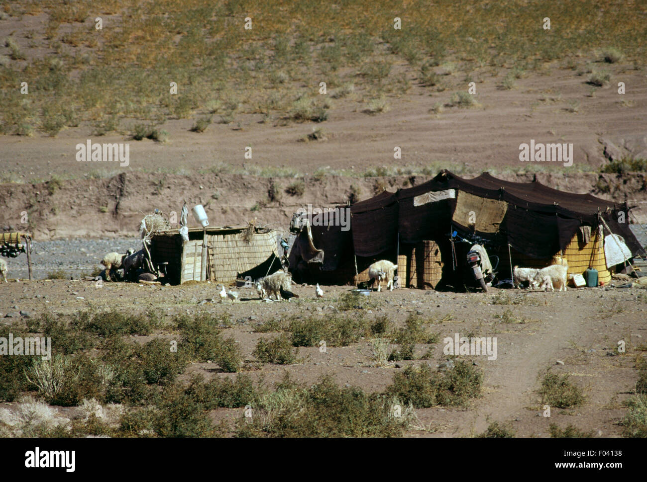 Nomad camp with sheep in Sirjan, Iran Stock Photo - Alamy