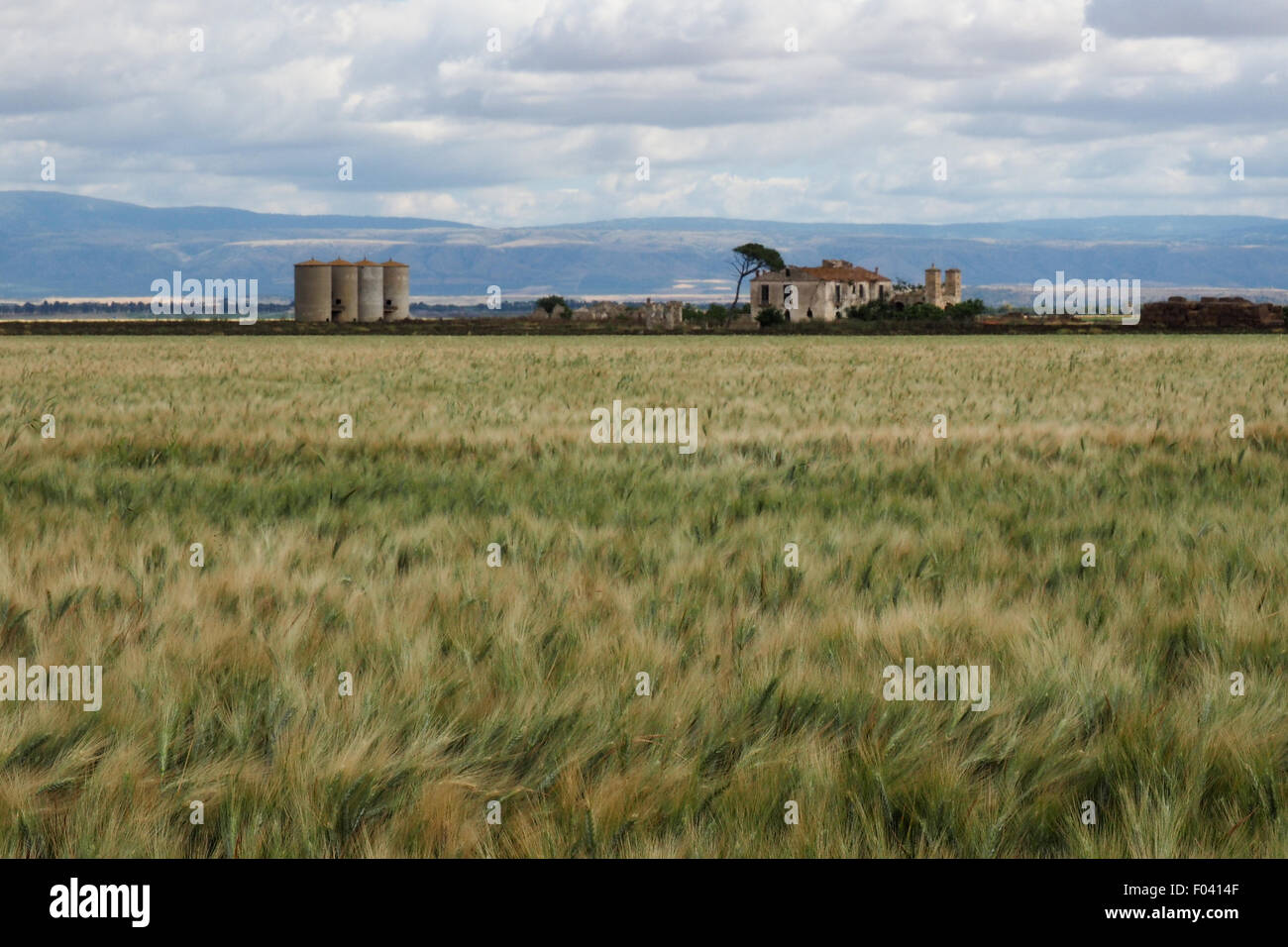 Windswept field of wheat and a farmhouse and grain silos in the background. Stock Photo