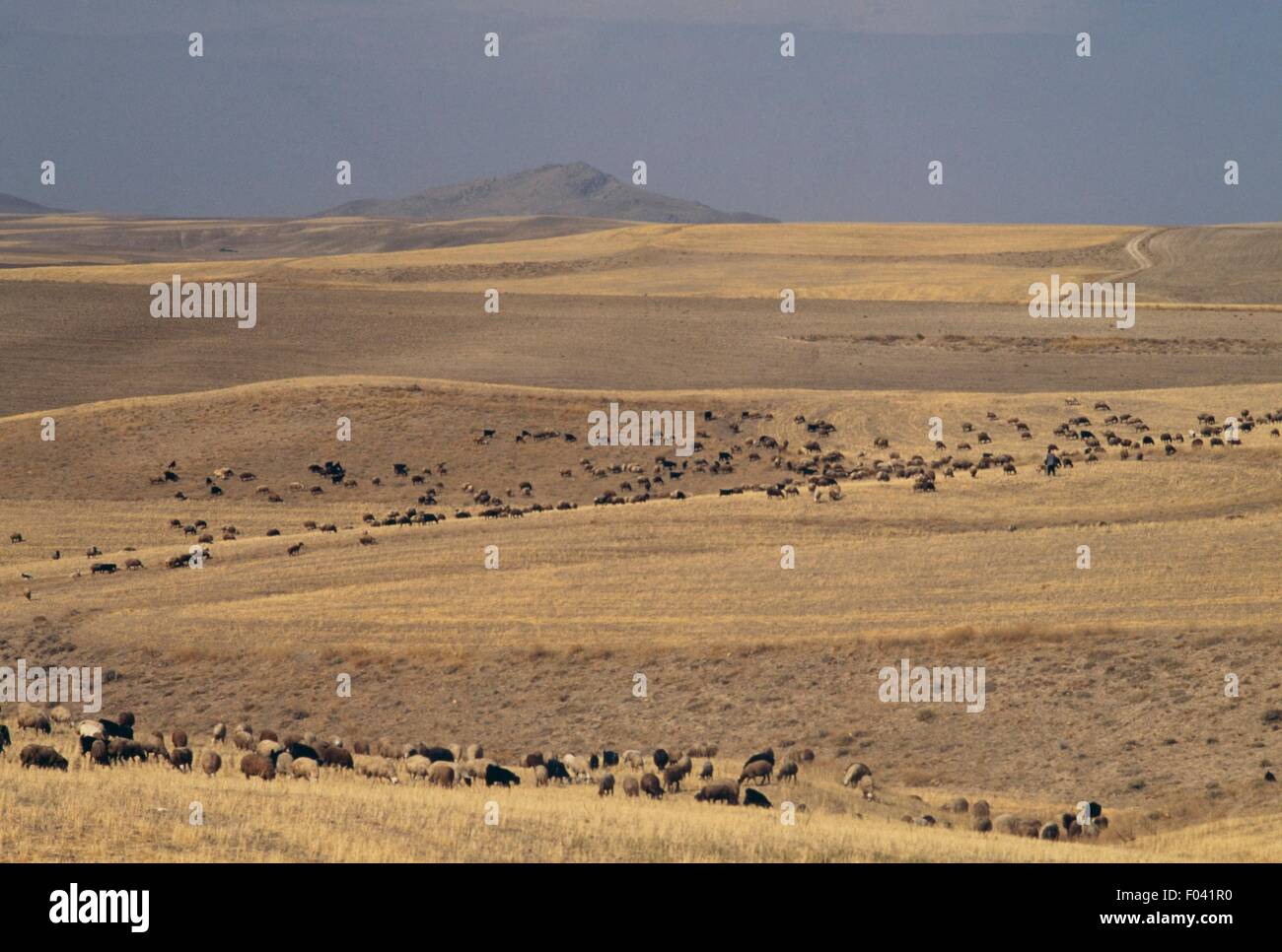 Agricultural landscape with animals grazing, Kurdistan Province, Iran ...