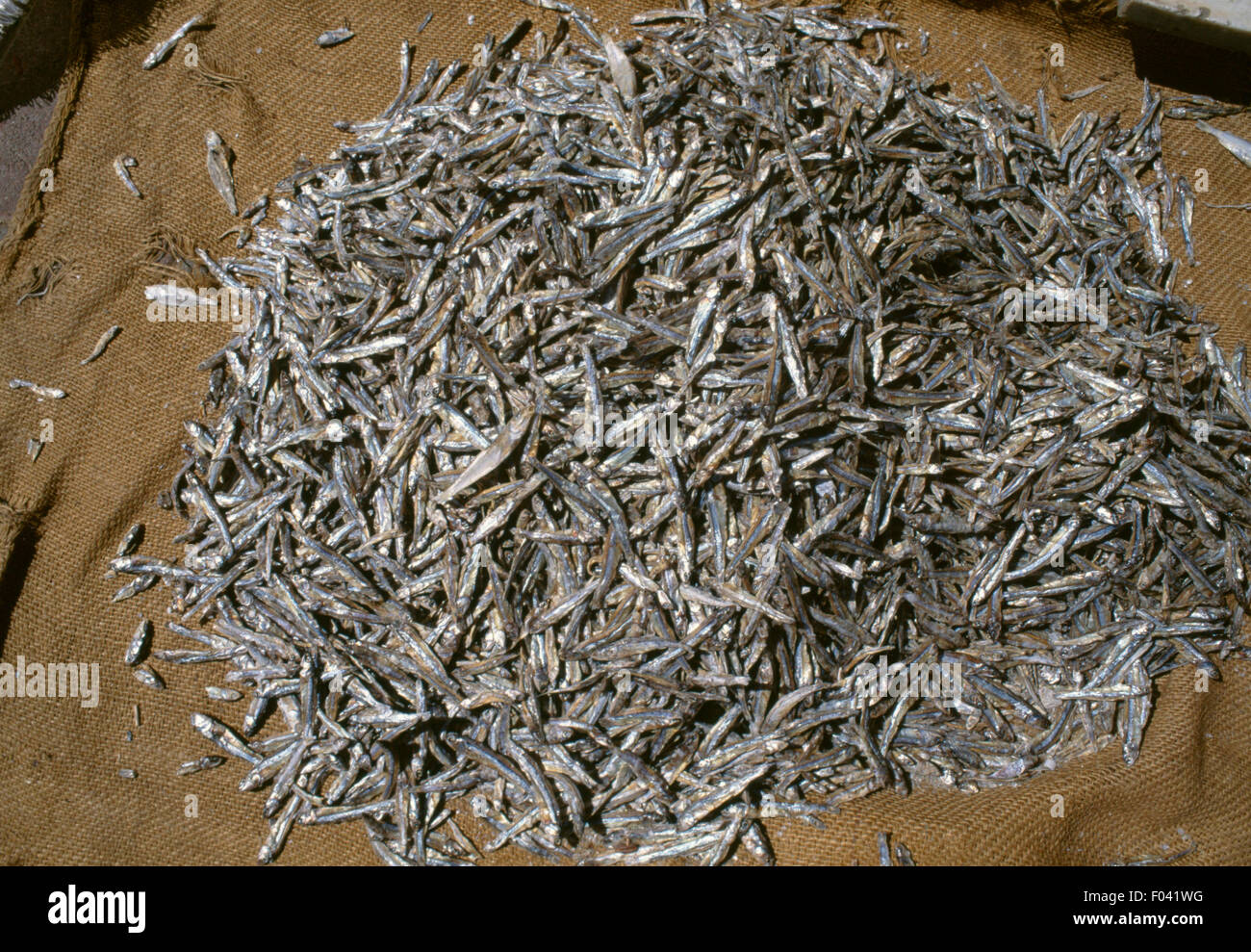 dried minnows