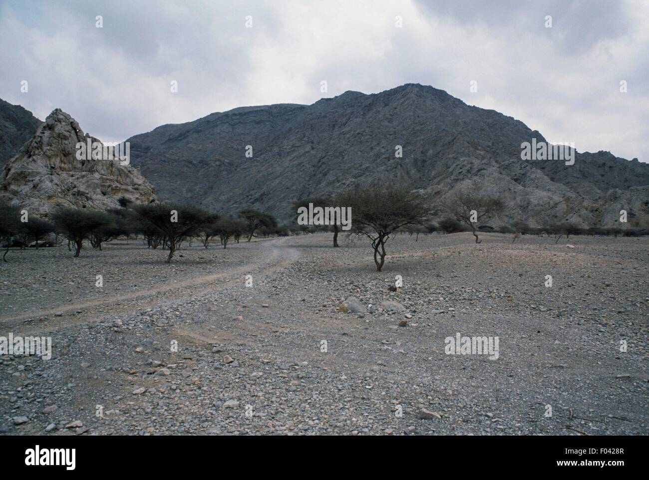 Trees near Shimal Archaeological Site, Ras al-Khaimah, United Arab ...
