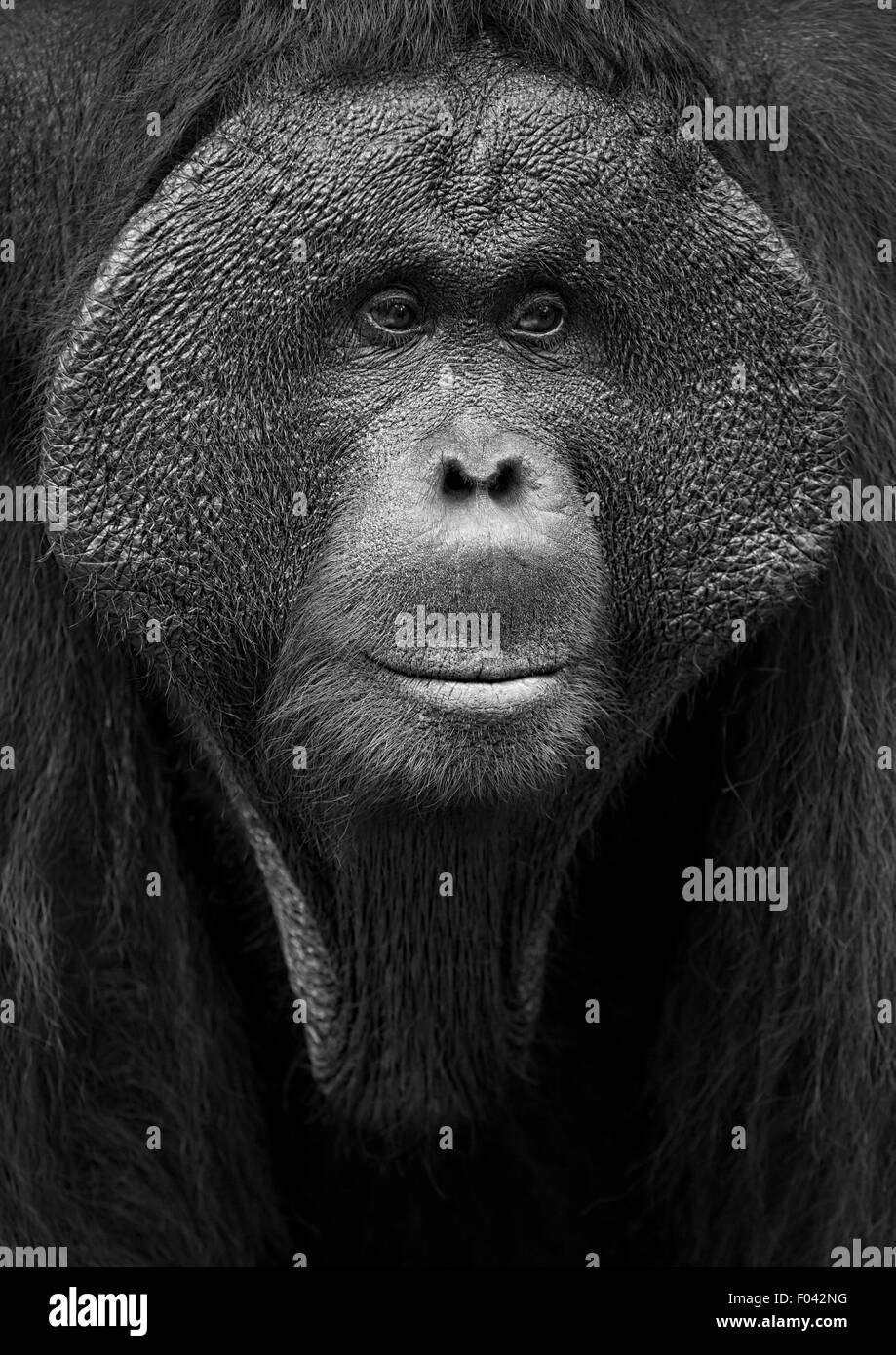 Dominant male orangutan in Kalimantan, Borneo Stock Photo