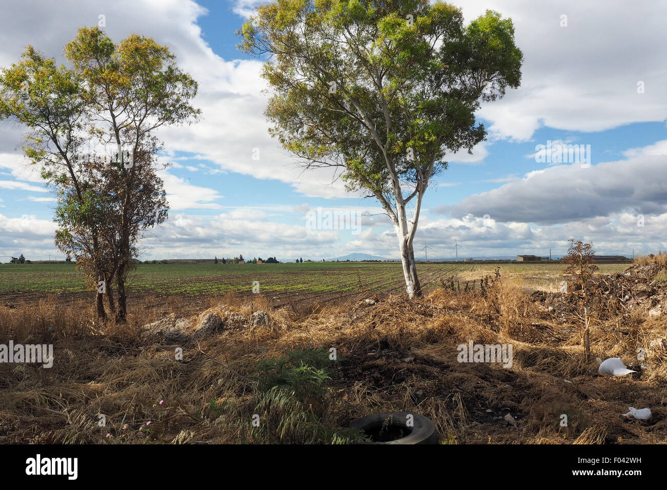 A eucalyptus tree growing alongside the a rubbish dump next to a farm. Stock Photo