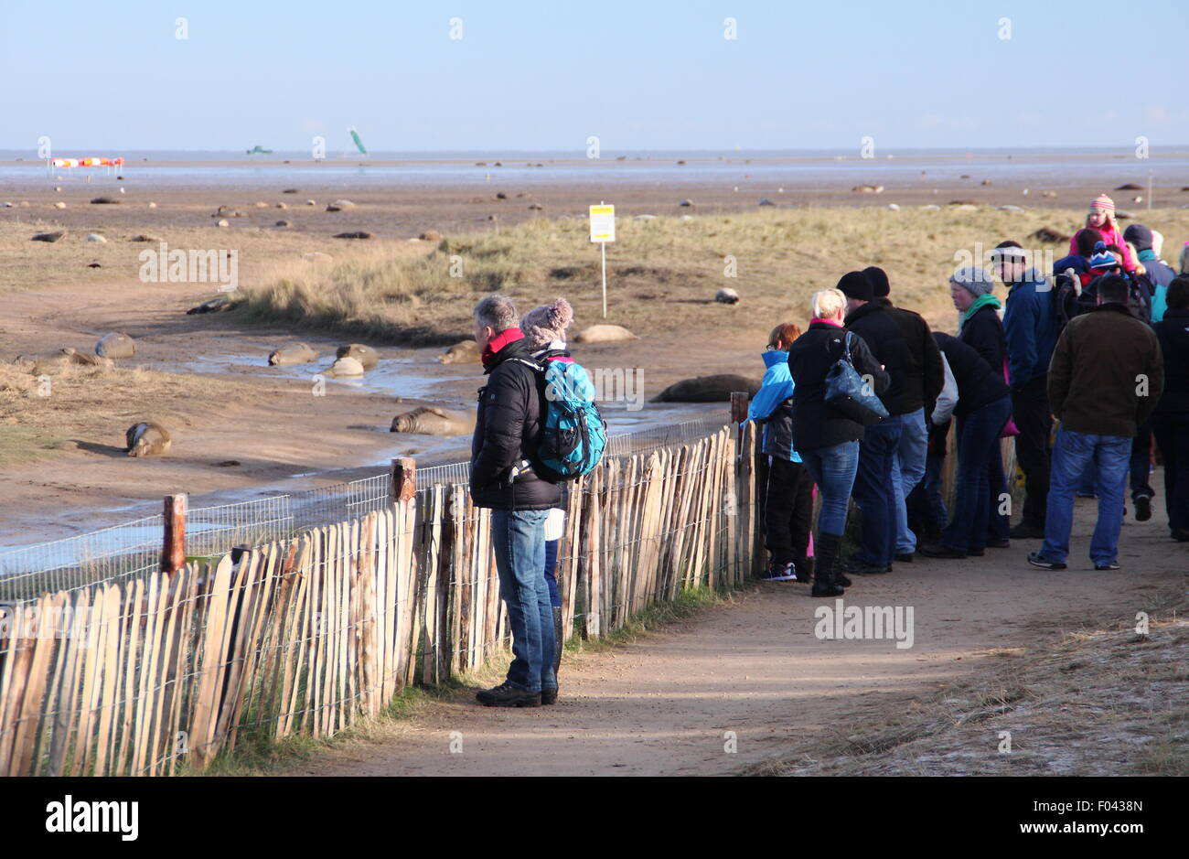 Visitors watch grey seals,including mothers and pups from the public viewing area at Donna Nook Nature Reserve, Lincolnshire, UK Stock Photo