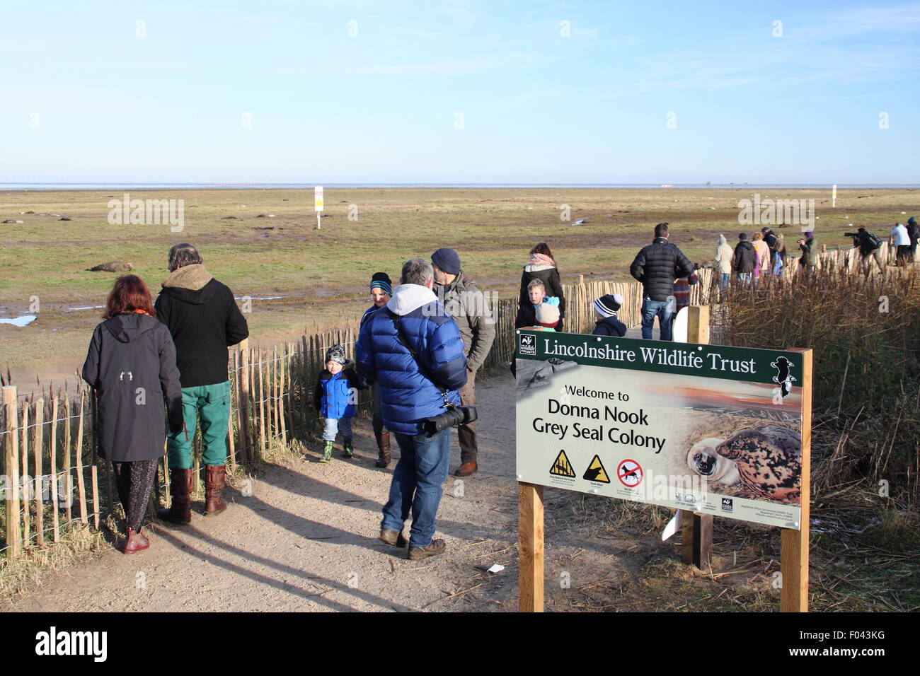 Visitors to Donna Nook Nature Reserve in Lincolnshire witness grey