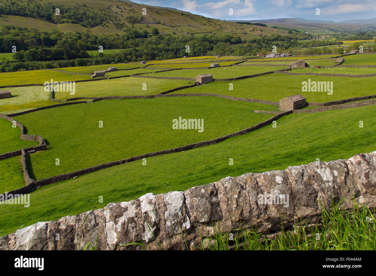 Hay meadows and barns in Swaledale near Muker Village Yorkshire Stock Photo