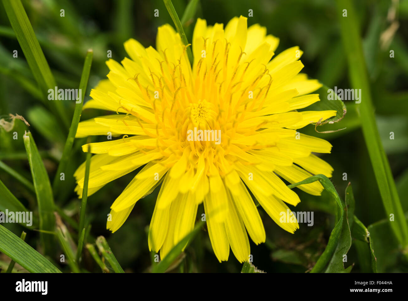 A  Dandelion in the undergrowth Stock Photo