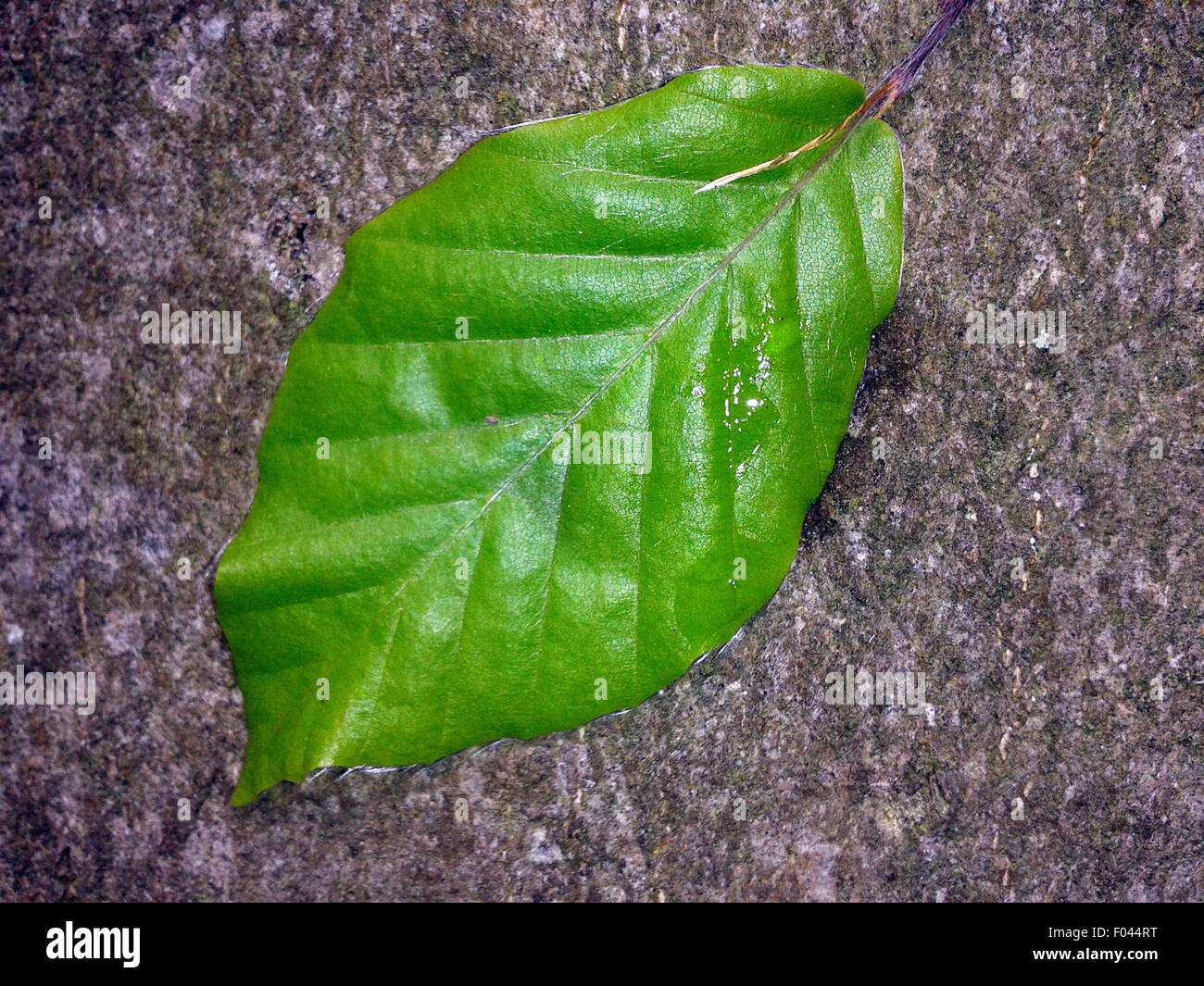 Buchenblätter Bei Rauhreif - Bild Kaufen - 13690355 Gartenbildagentur