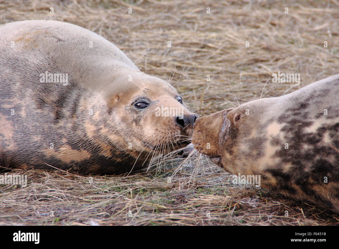 Grey seals go nose to nose at Dona Nook Grey Seal Sanctuary, Lincolnshire, England UK - winter Stock Photo
