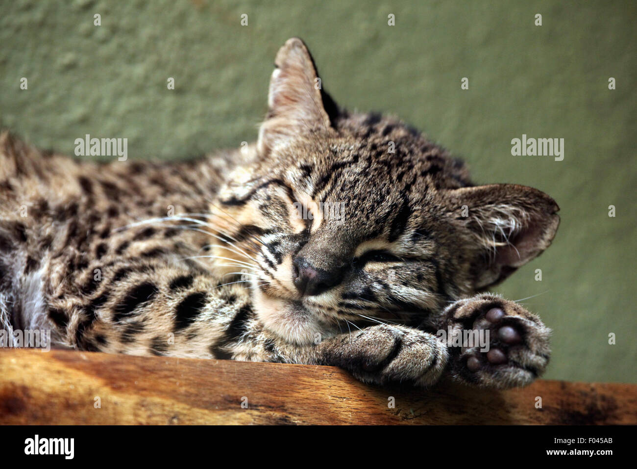 Geoffroy's cat (Leopardus geoffroyi) at Jihlava Zoo in Jihlava, East Bohemia, Czech Republic. Stock Photo