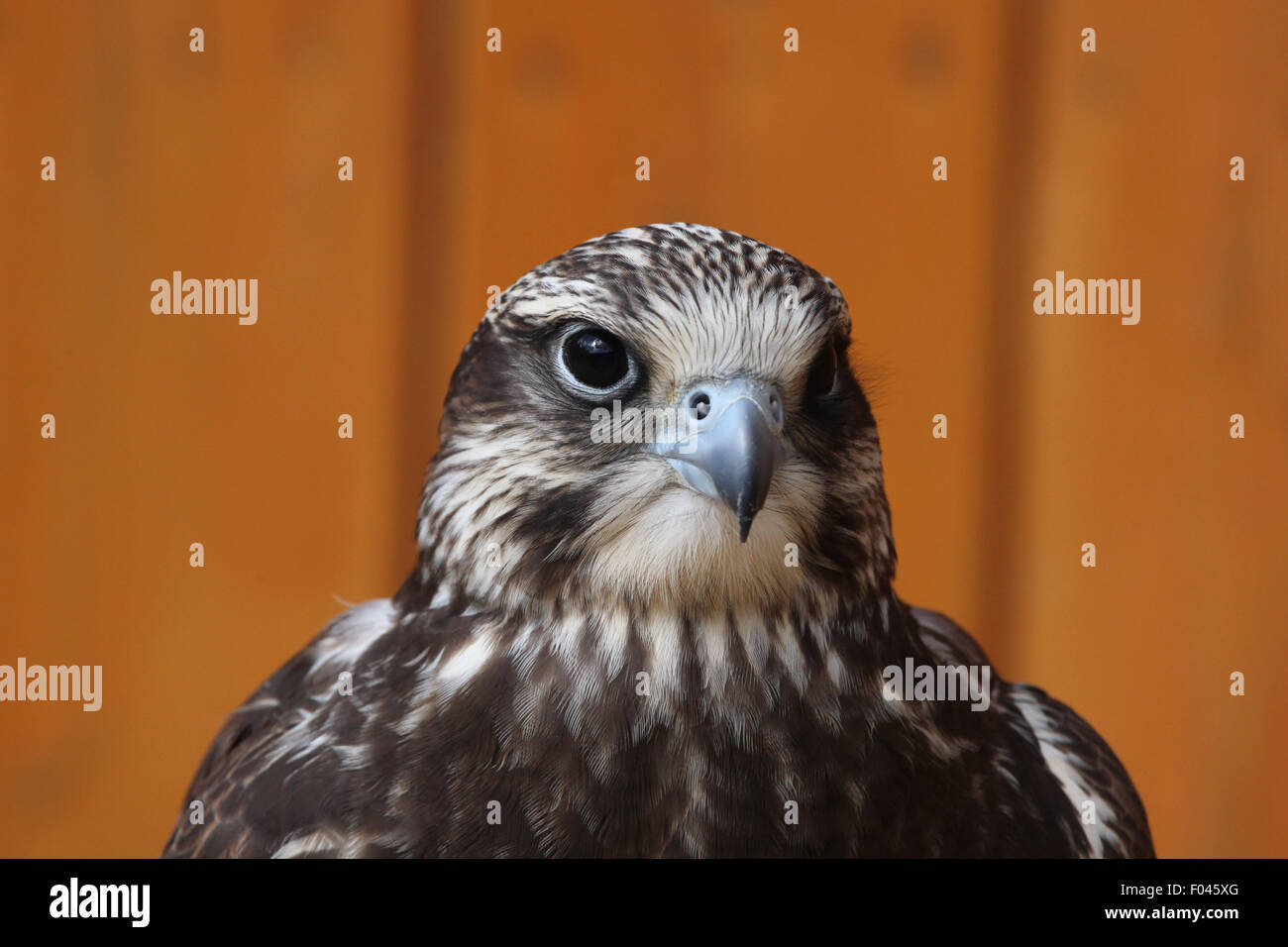 Asian Falcon High Resolution Stock Photography and Images - Alamy