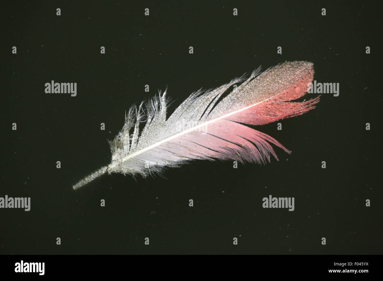 Greater flamingo (Phoenicopterus roseus) feather. Wild life animal. Stock Photo