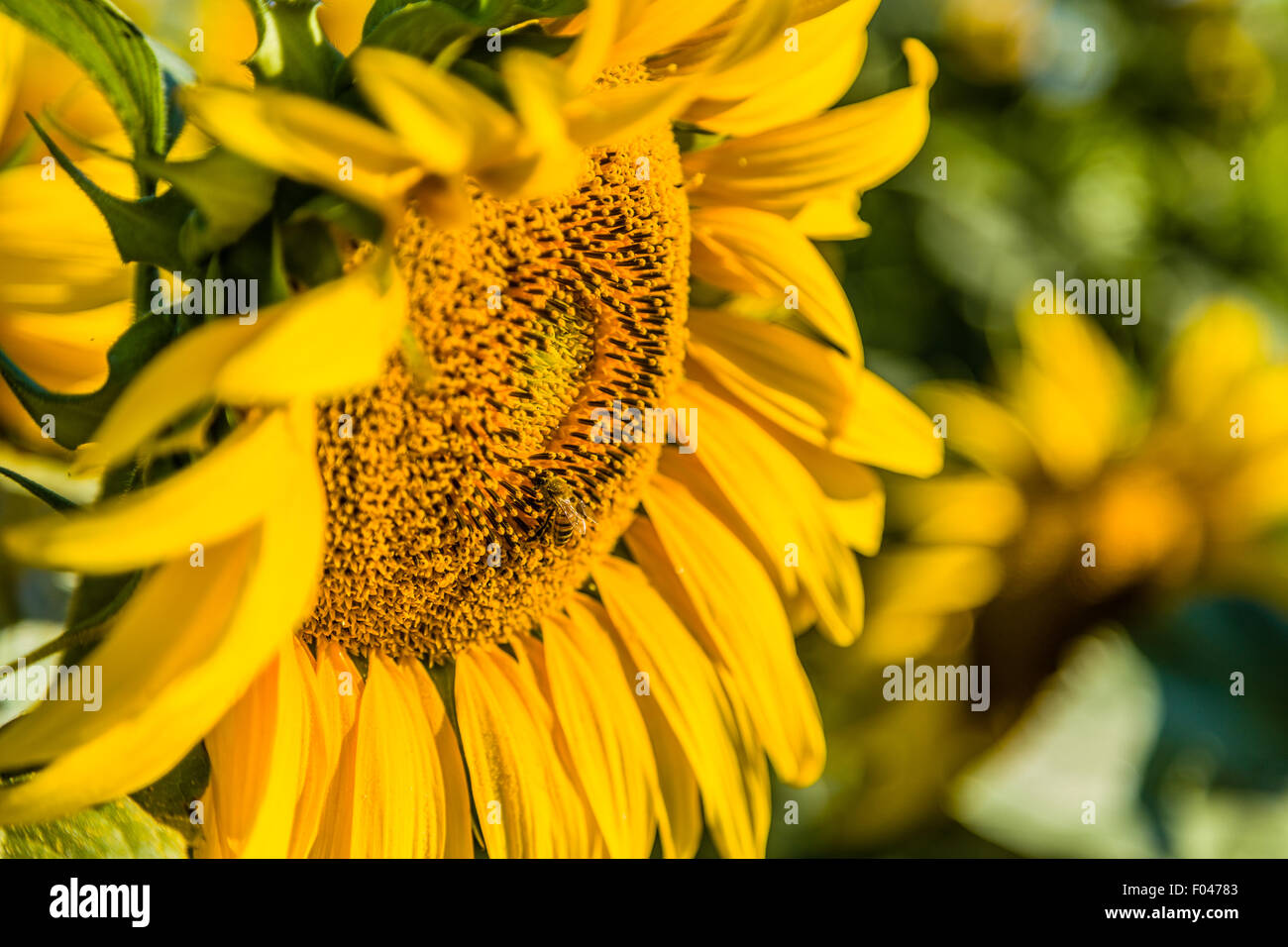 Nature helps agriculture - among the flower pistils the industrious bee, pollinator insect favoring pollination and the subsequent formation of the fruit, while transferring the pollen from a sunflower to another Stock Photo