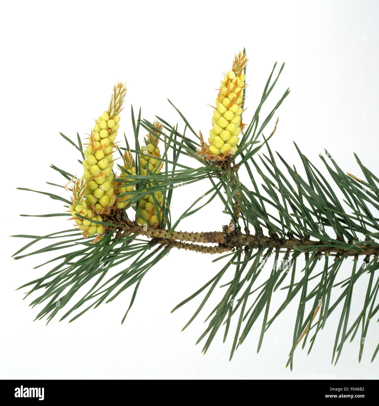 Kiefer nadeln hires stock photography and images Alamy