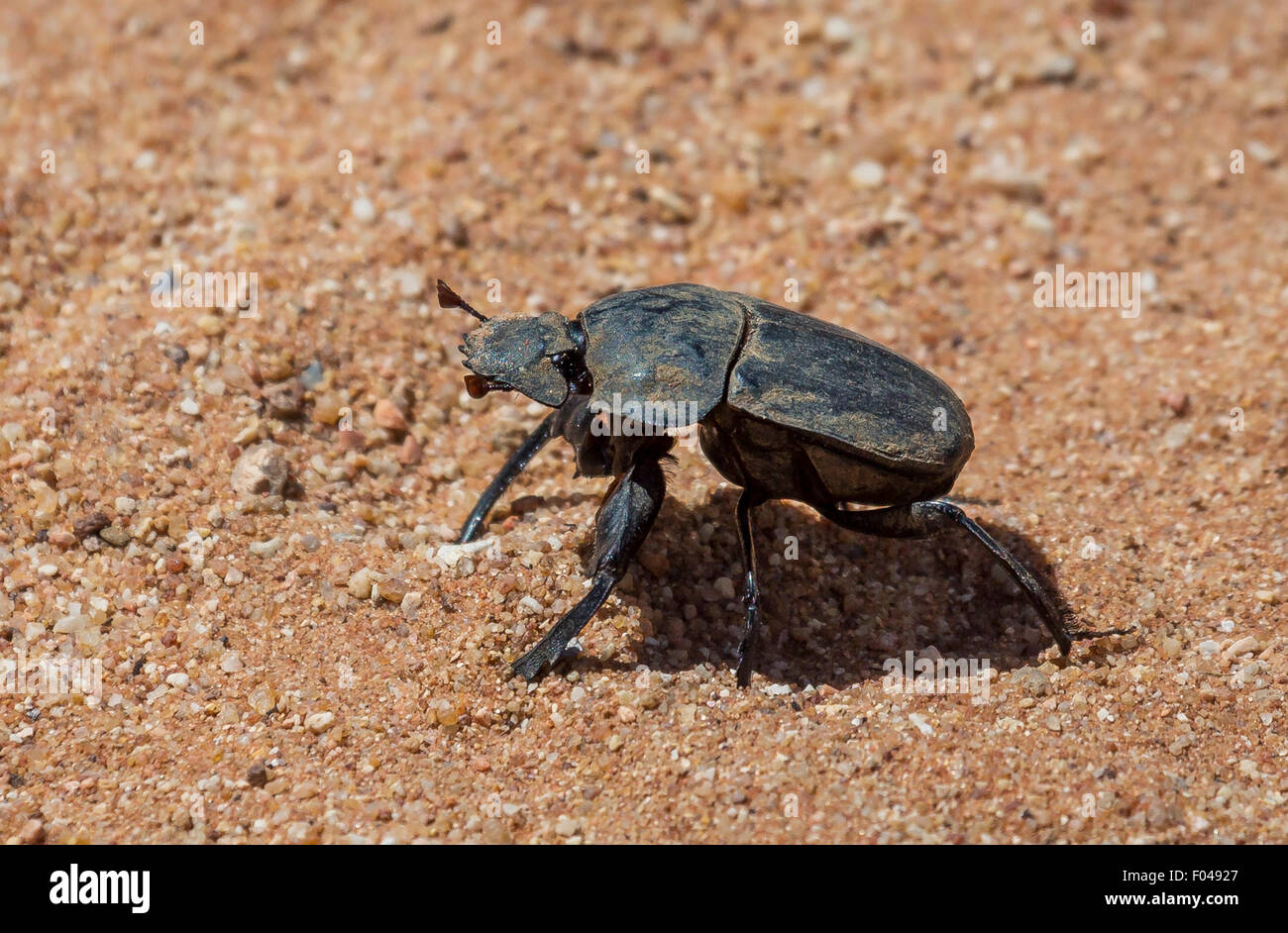Dung beetle (Scarabaeidae) in the sand at Etosha National Park, Namibia, Africa Stock Photo