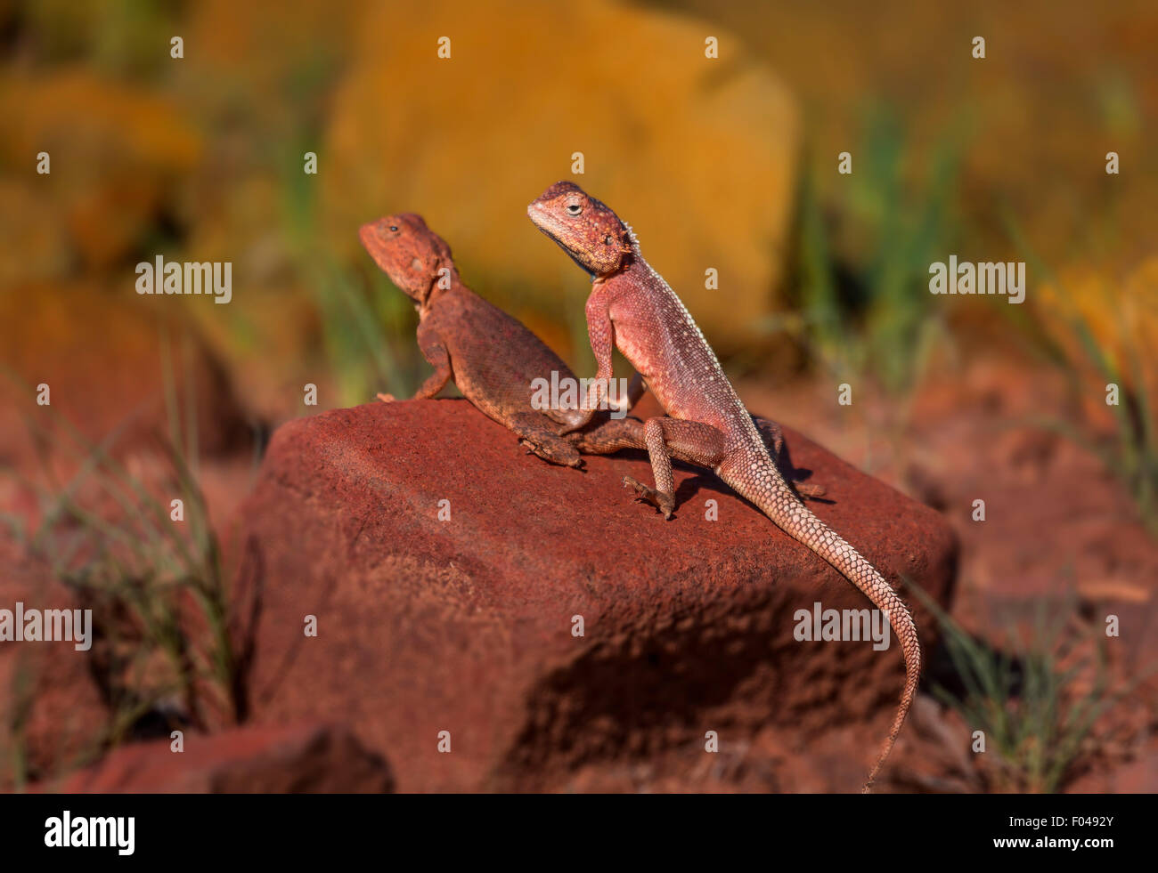The common agama, red-headed rock agama, or rainbow agama, a species of lizard from the Agamidae family,  Namibia, Africa Stock Photo