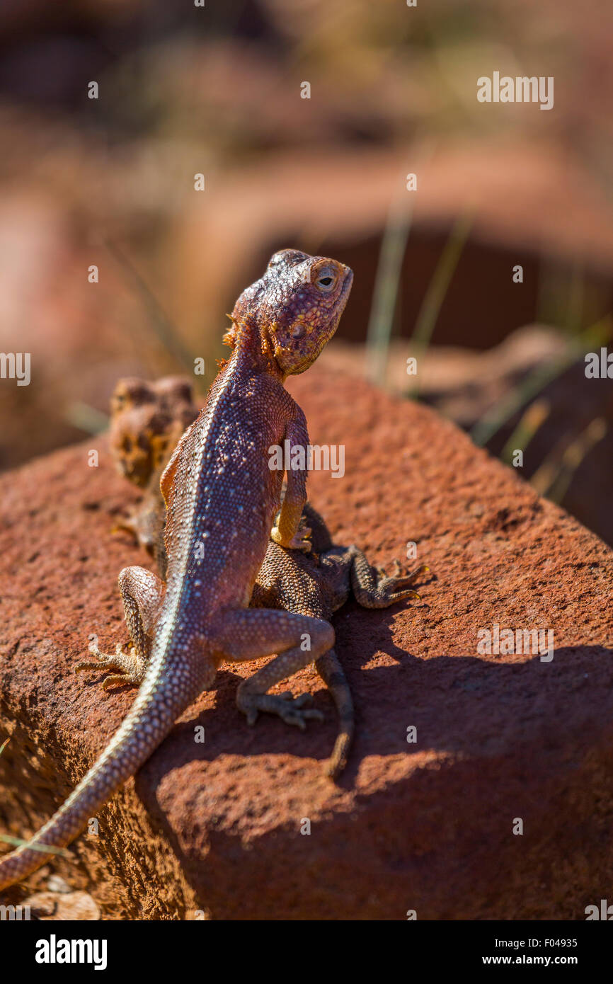 The common agama, red-headed rock agama, or rainbow agama, a species of lizard from the Agamidae family,  Namibia, Africa Stock Photo