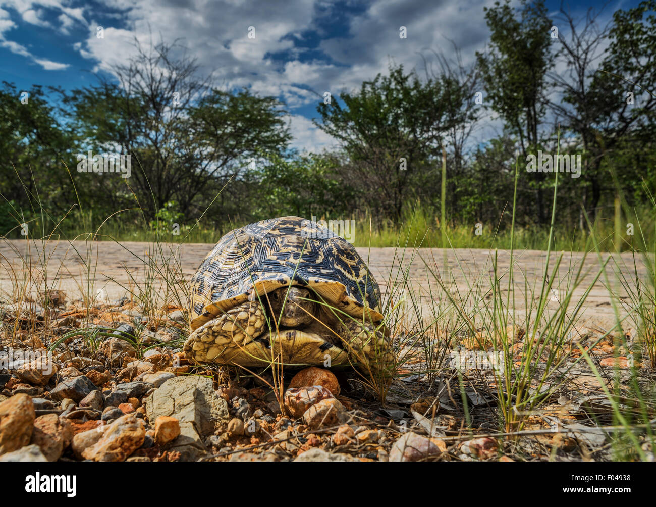 Leopard tortoise ( Stigmochelys pardalis ) by the side of the road, Etosha National Park, Namibia, Iceland Stock Photo