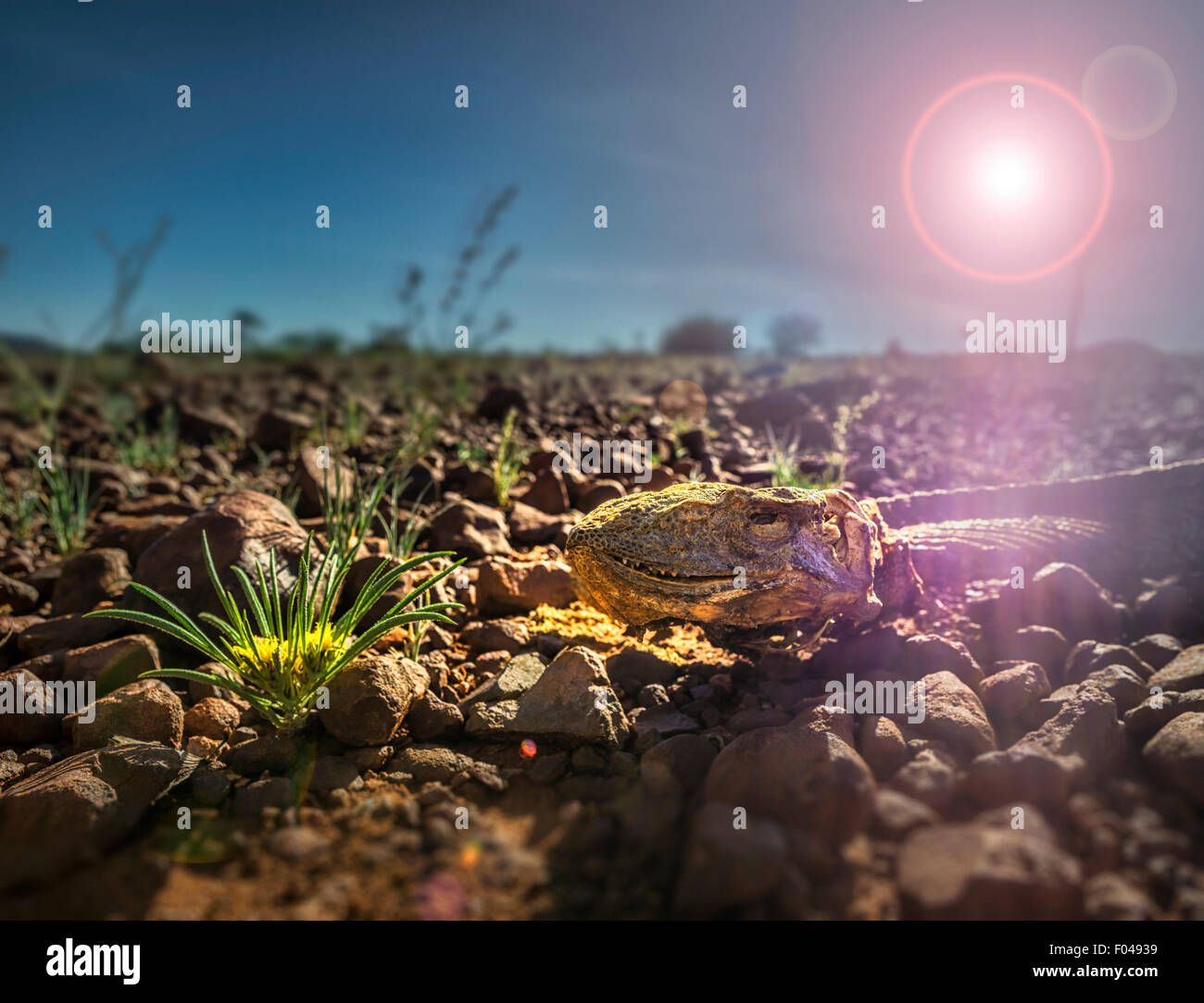 Lizard basking in the sunshine, Namibia, Africa Stock Photo - Alamy