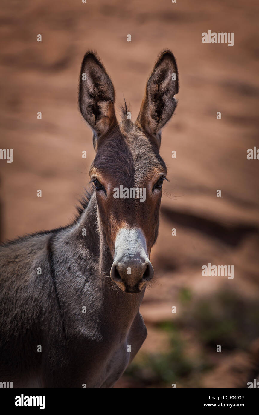 Portrait of a Donkey, Twyfelfontein Valley, Kunene Region, Namibia, Africa Stock Photo