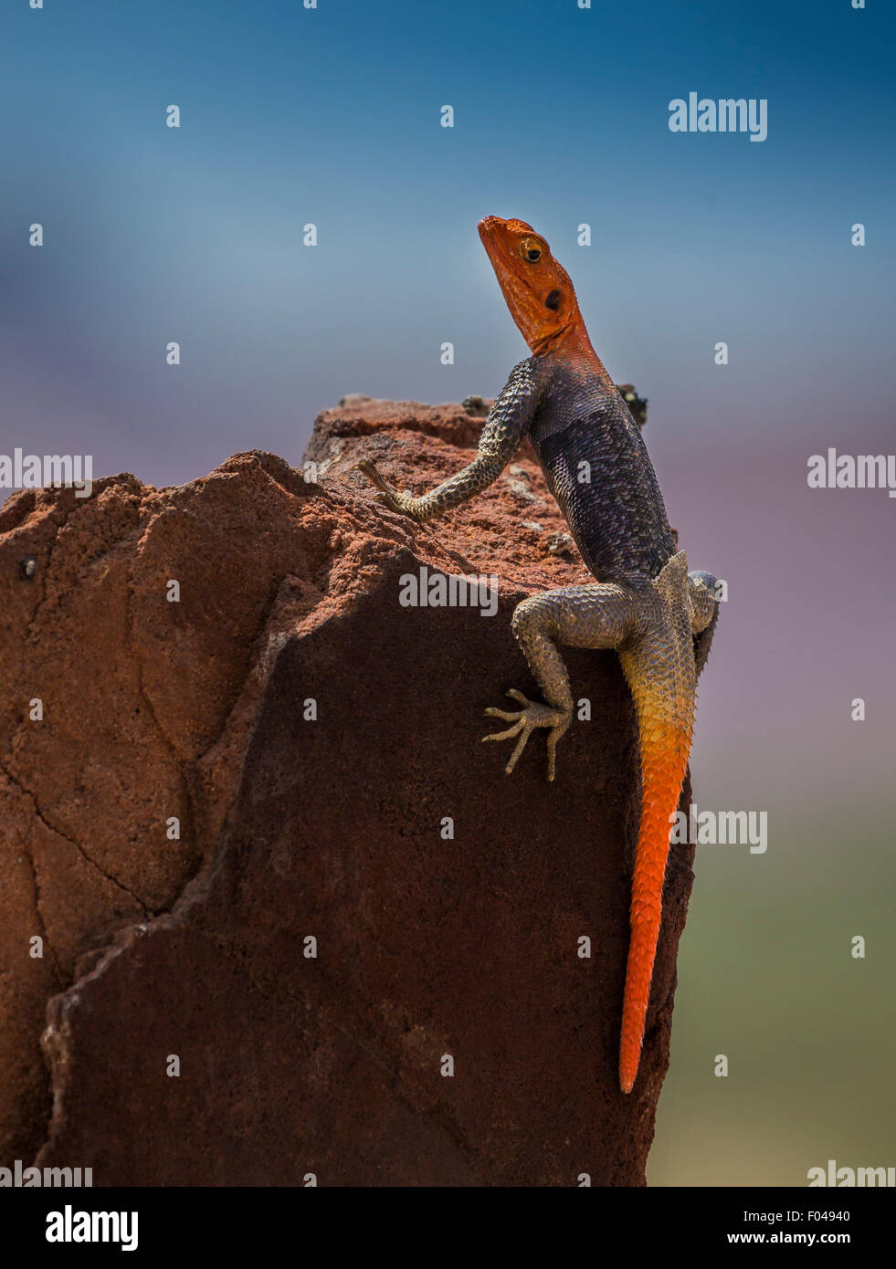 The common agama, redheaded rock agama, or rainbow agama, a species of