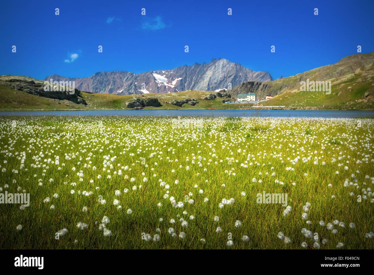 Stelvio National Park, Gavia Pass, Valfurva, Alps, Italy - The White Lake Stock Photo