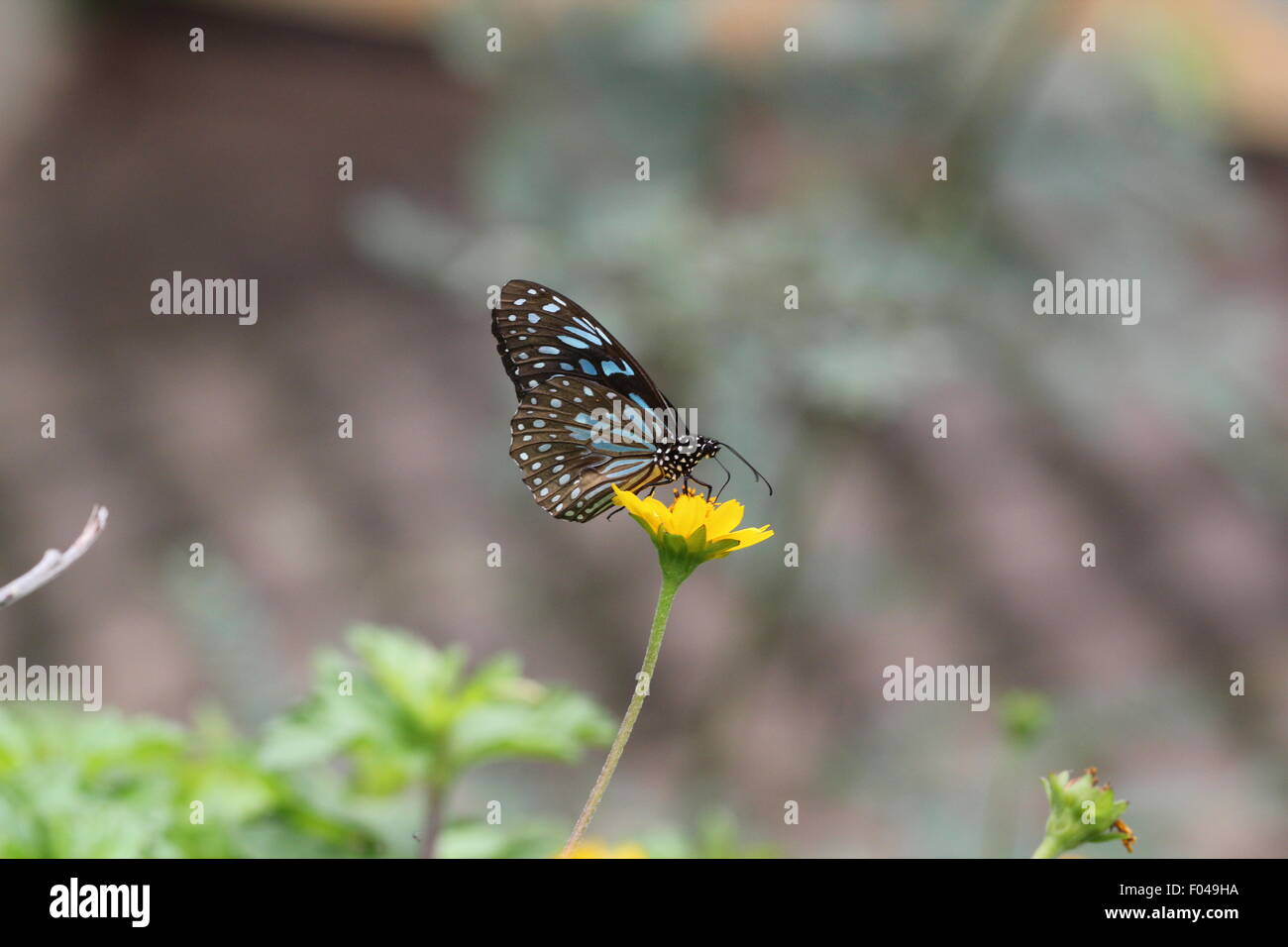 Blue tiger butterfly Stock Photo