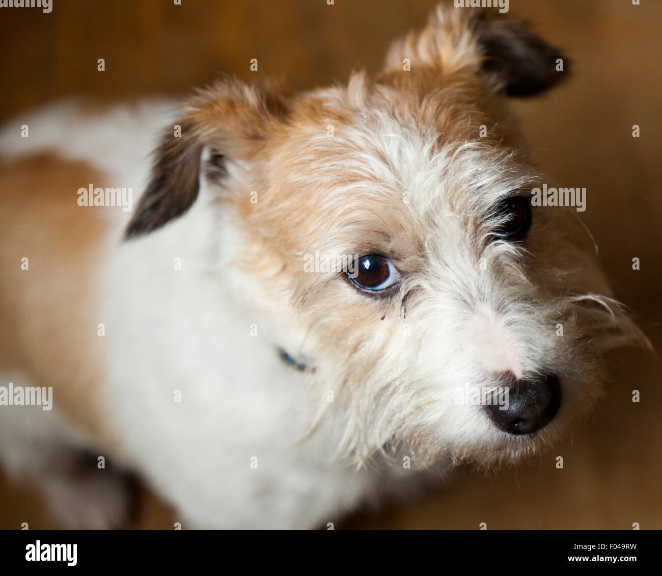 long haired russell terrier