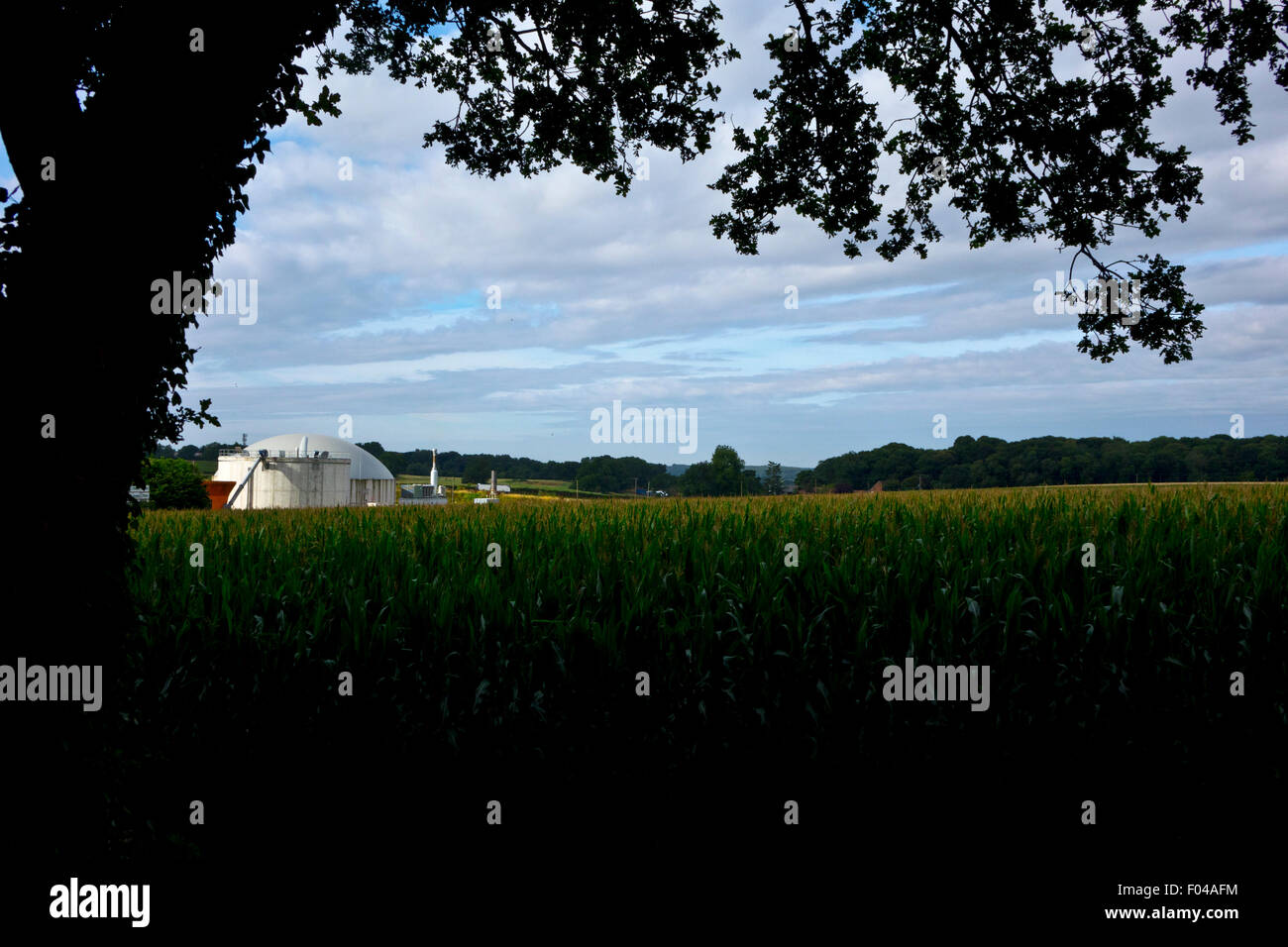 anaerobic digester in farm field of maze Stock Photo
