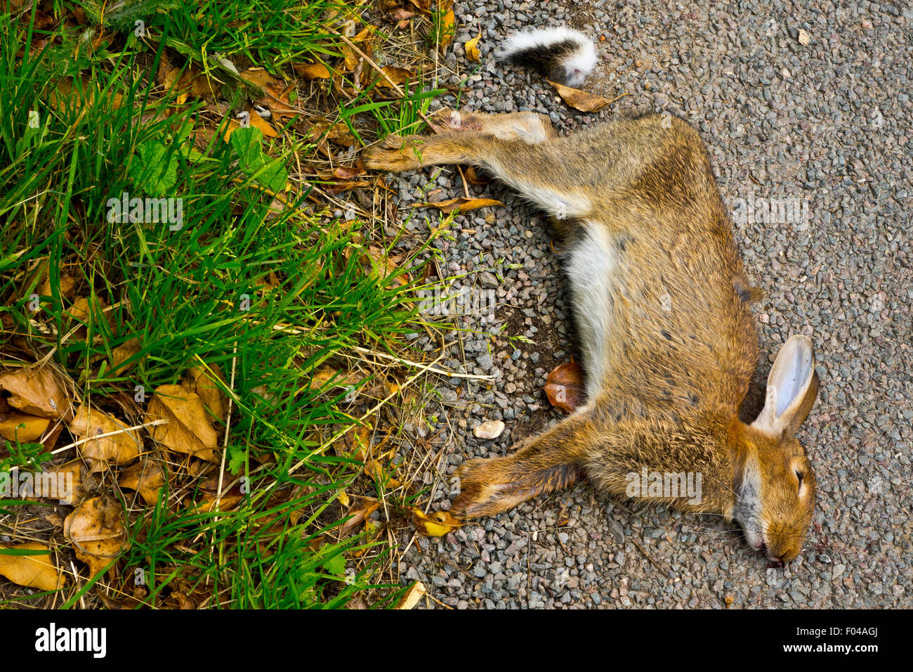 Road kill dead rabbit Stock Photo Alamy