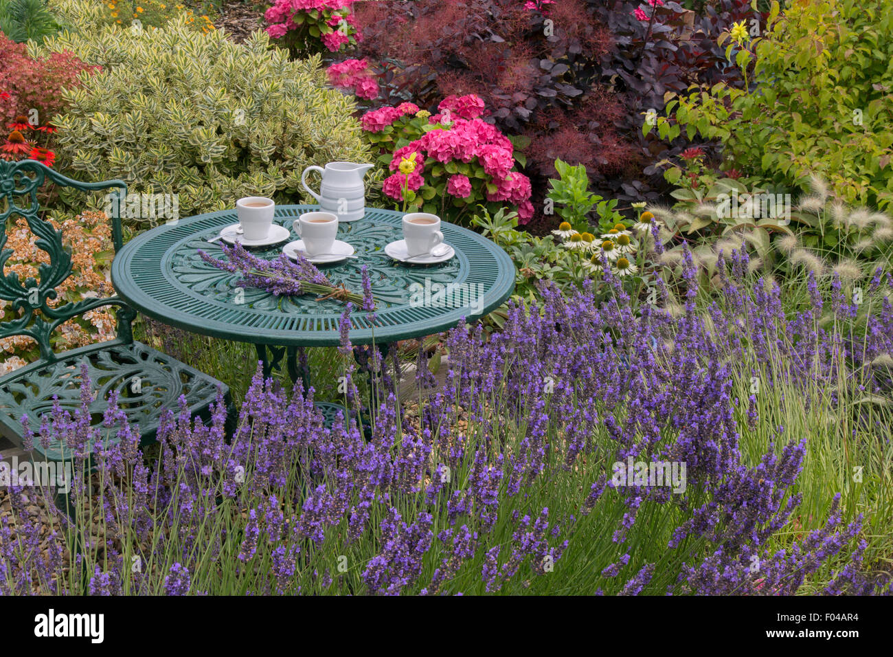 Lavender and morning coffee in garden setting Stock Photo Alamy