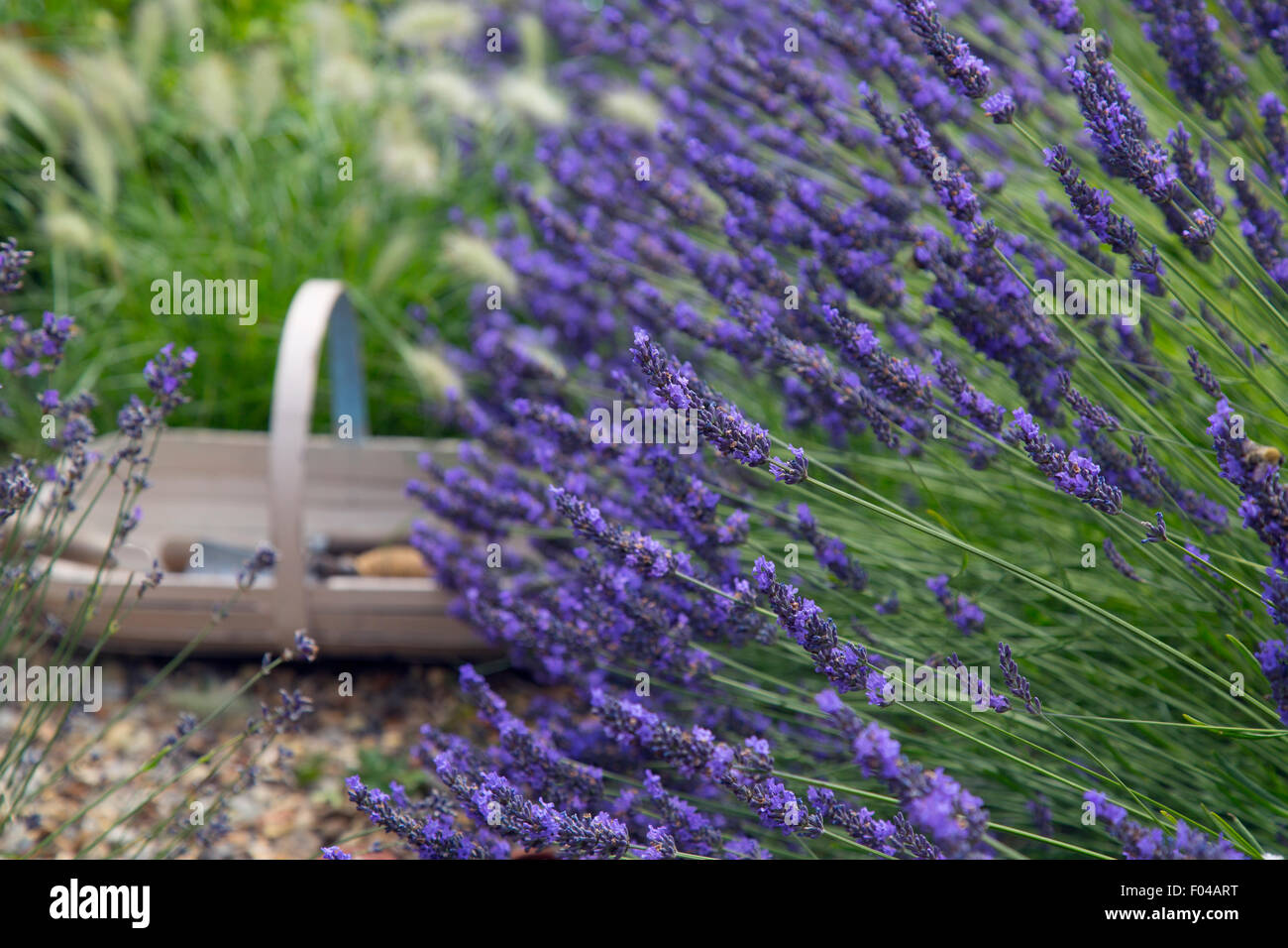 Lavender border Hidcote variety and  gardening tools in trug Stock Photo