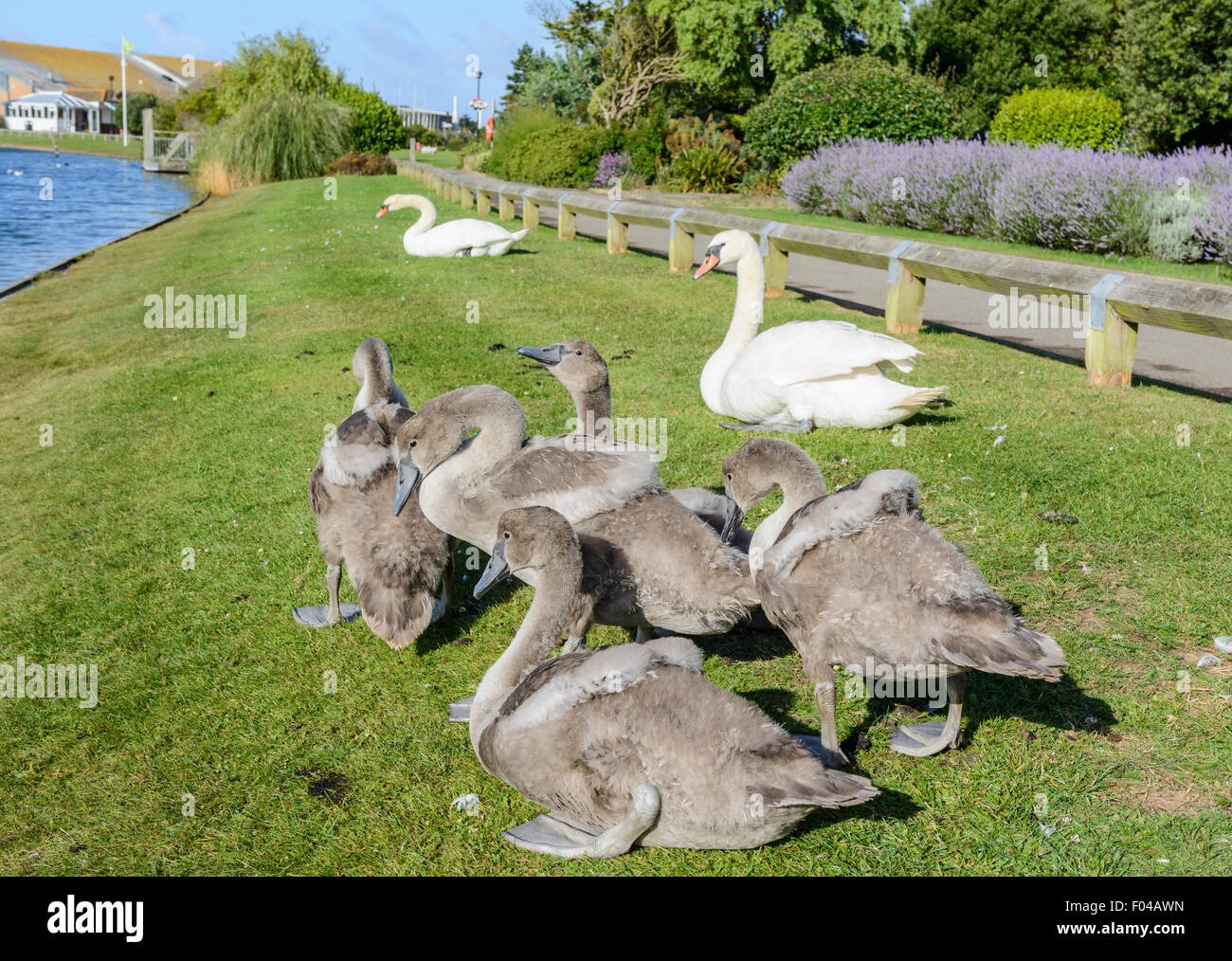 Family of swan cygnets with their parents at a park in the UK. Stock Photo