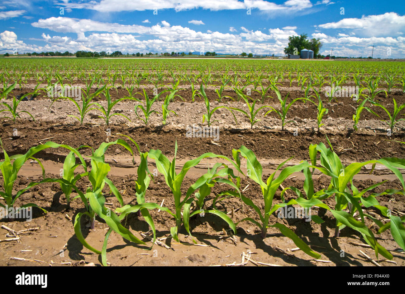 Corn crop water irrigation in Canyon County, Idaho, USA. Stock Photo