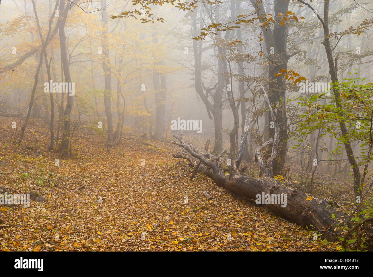 Foggy forest landscape hi-res stock photography and images - Alamy