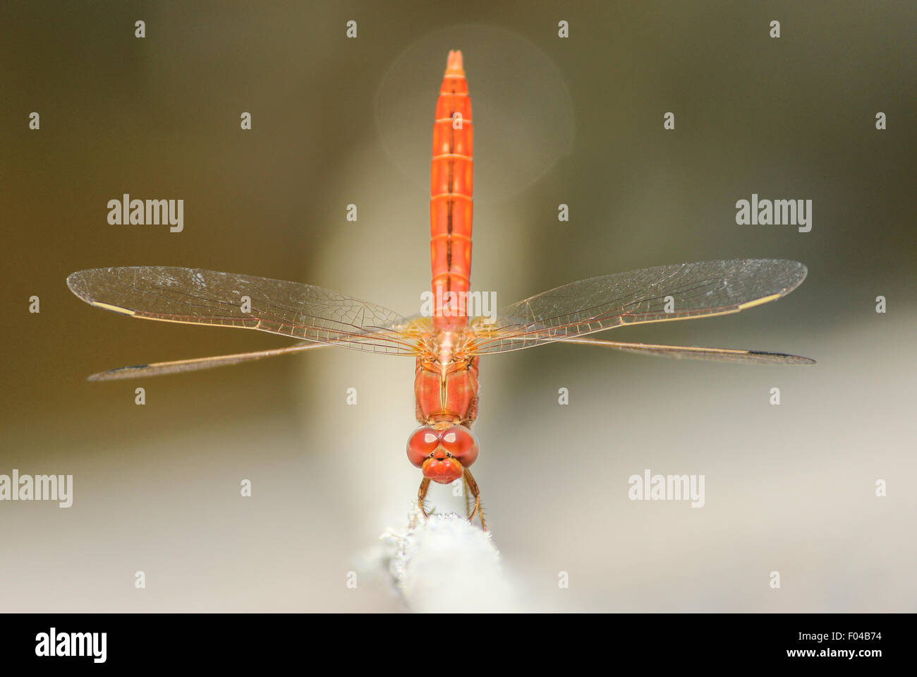 A vibrant red dragonfly Stock Photo - Alamy