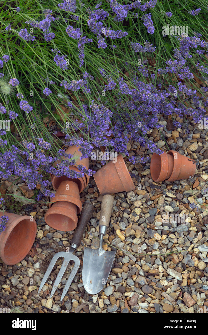 Lavender border Hidcote variety and terra cotta flower pots Norfolk Stock Photo