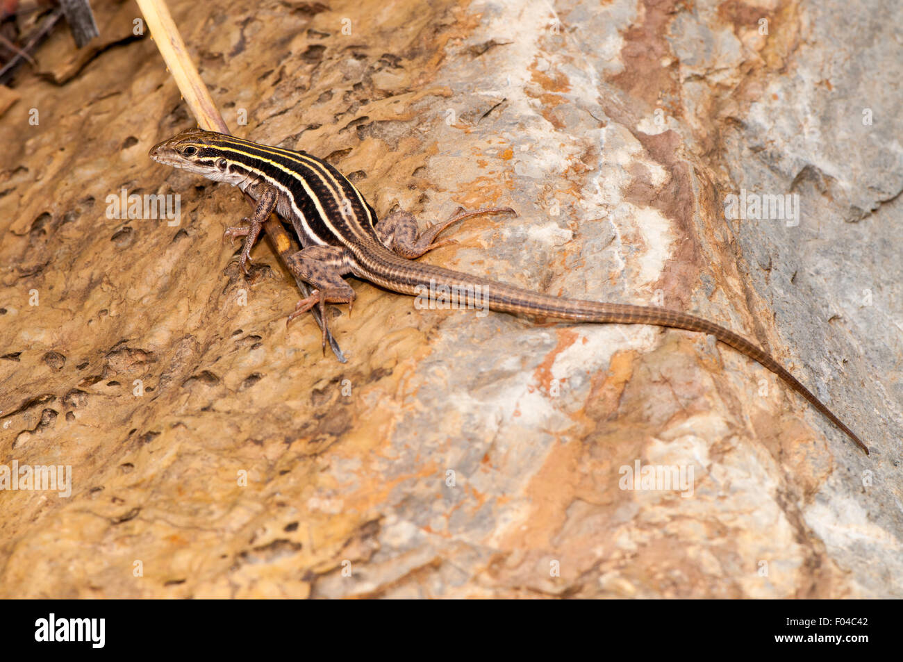 Sonoran Spotted Whiptail  Aspidoscelis sonorae Ft. Huachuca, Cochise County, Arizona, United States 23 August       Adult Stock Photo