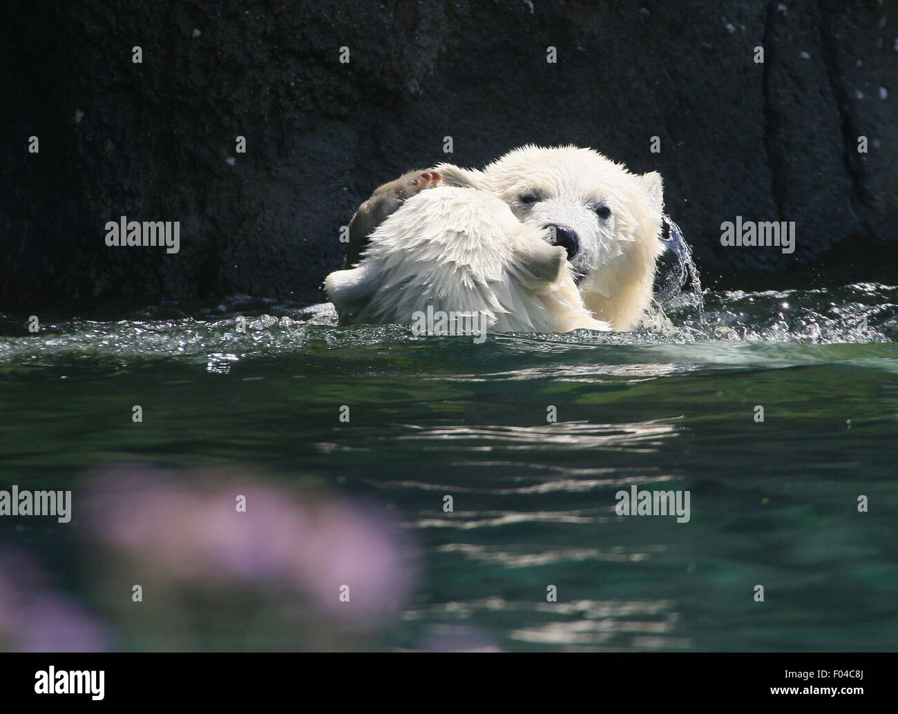 Two feisty Polar bear cubs (Ursus maritimus, a male and a female) playing and fighting each other in the water Stock Photo