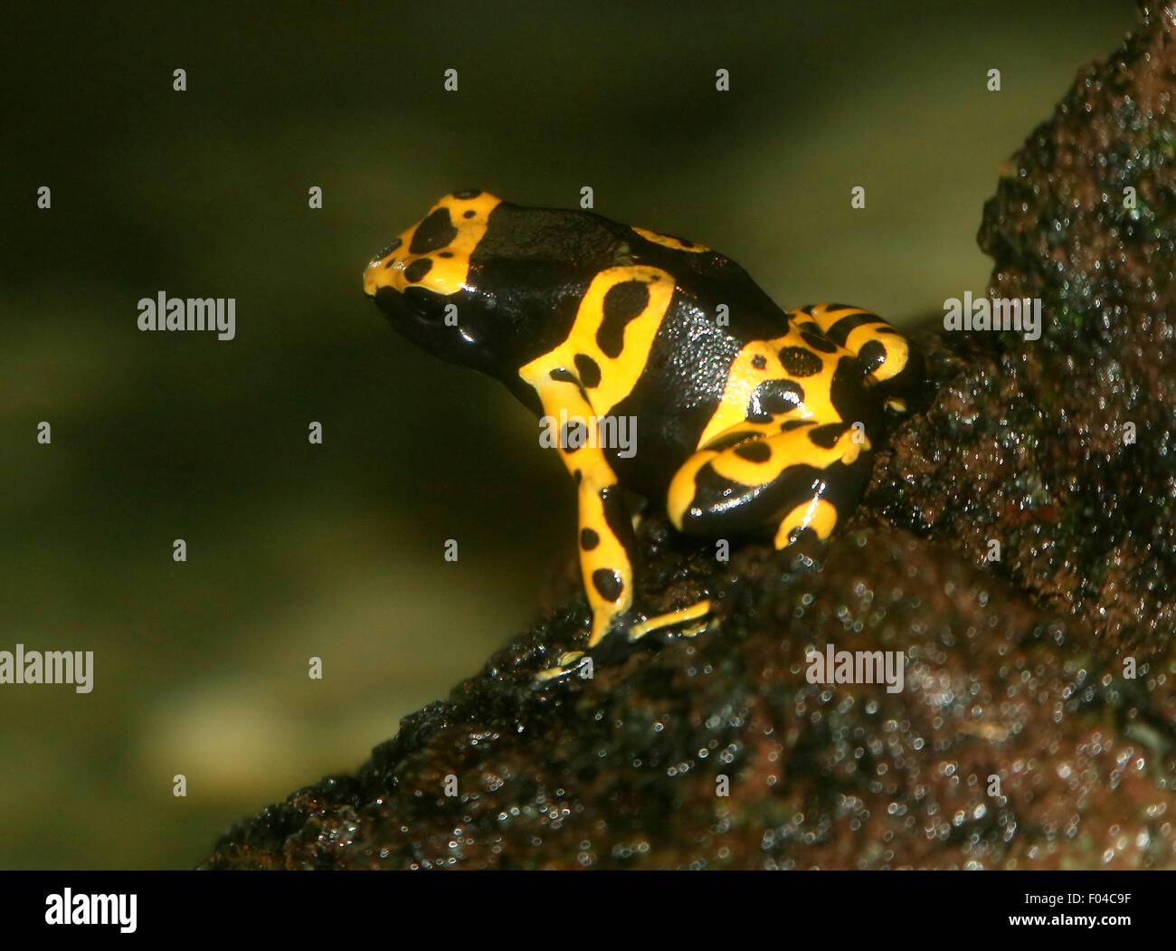 South American Yellow banded or yellow headed poison dart frog (Dendrobates leucomelas), a.k.a. Bumblebee poison frog Stock Photo