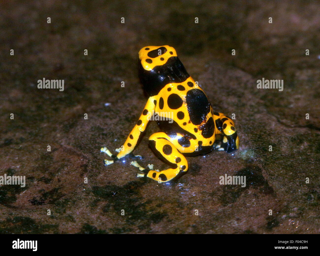 South American Yellow banded or yellow headed poison dart frog (Dendrobates leucomelas), a.k.a. Bumblebee poison frog Stock Photo