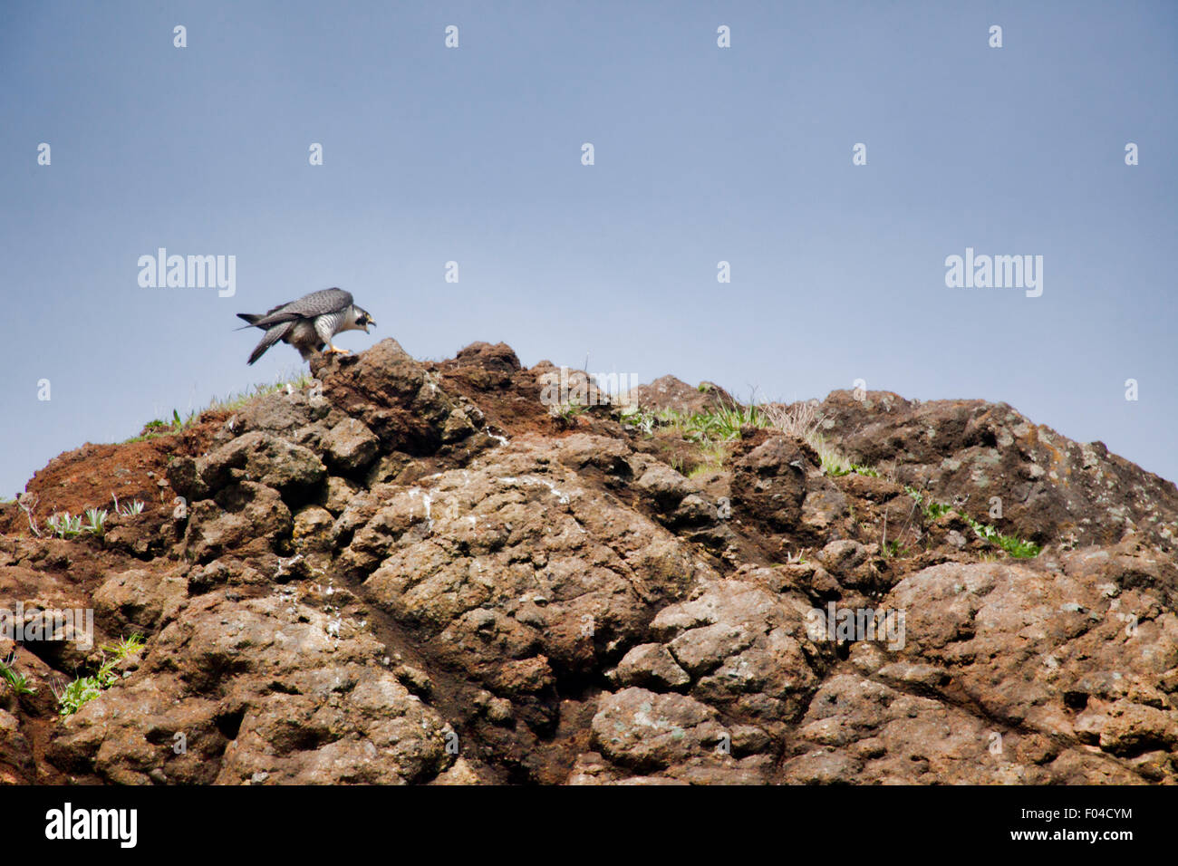 Peregrine Falcons in the spring Stock Photo - Alamy